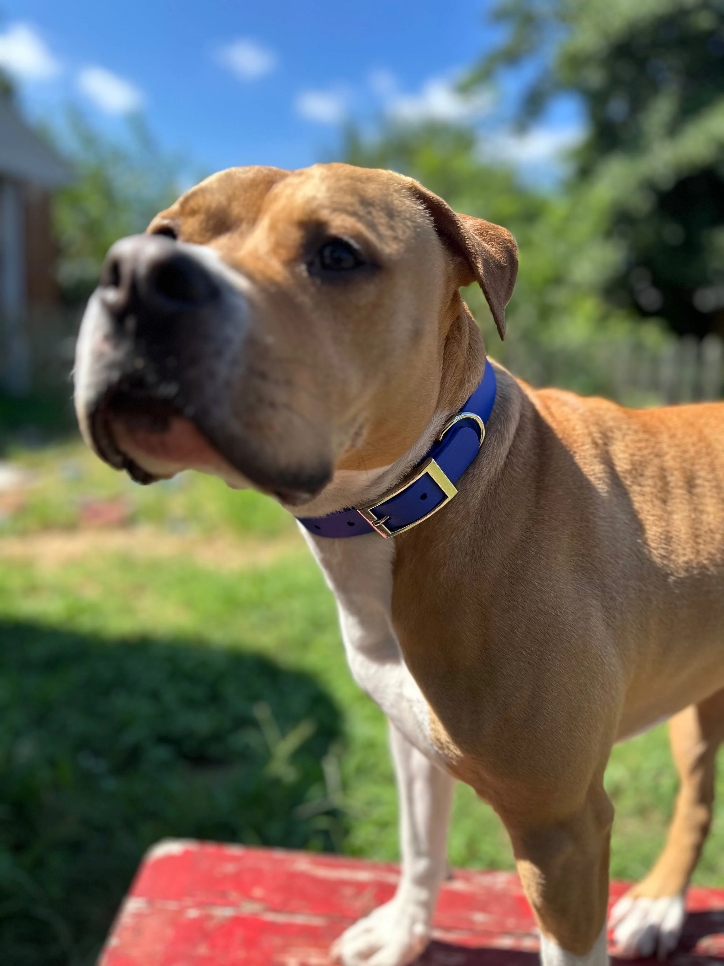 Sport Collar - Biothane - Image 2