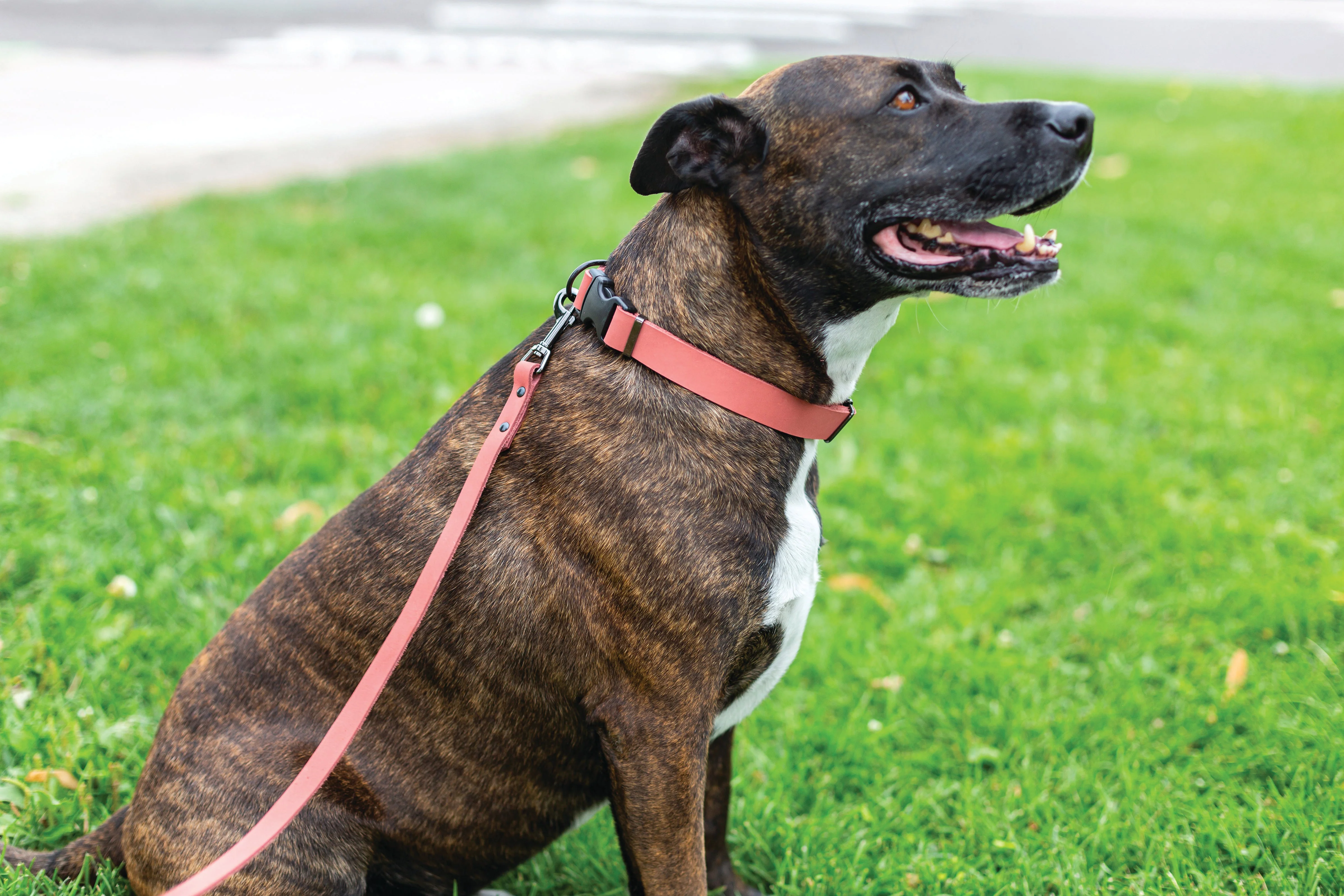 Sport Style Coral Reef Leather Dog Collar - Image 4