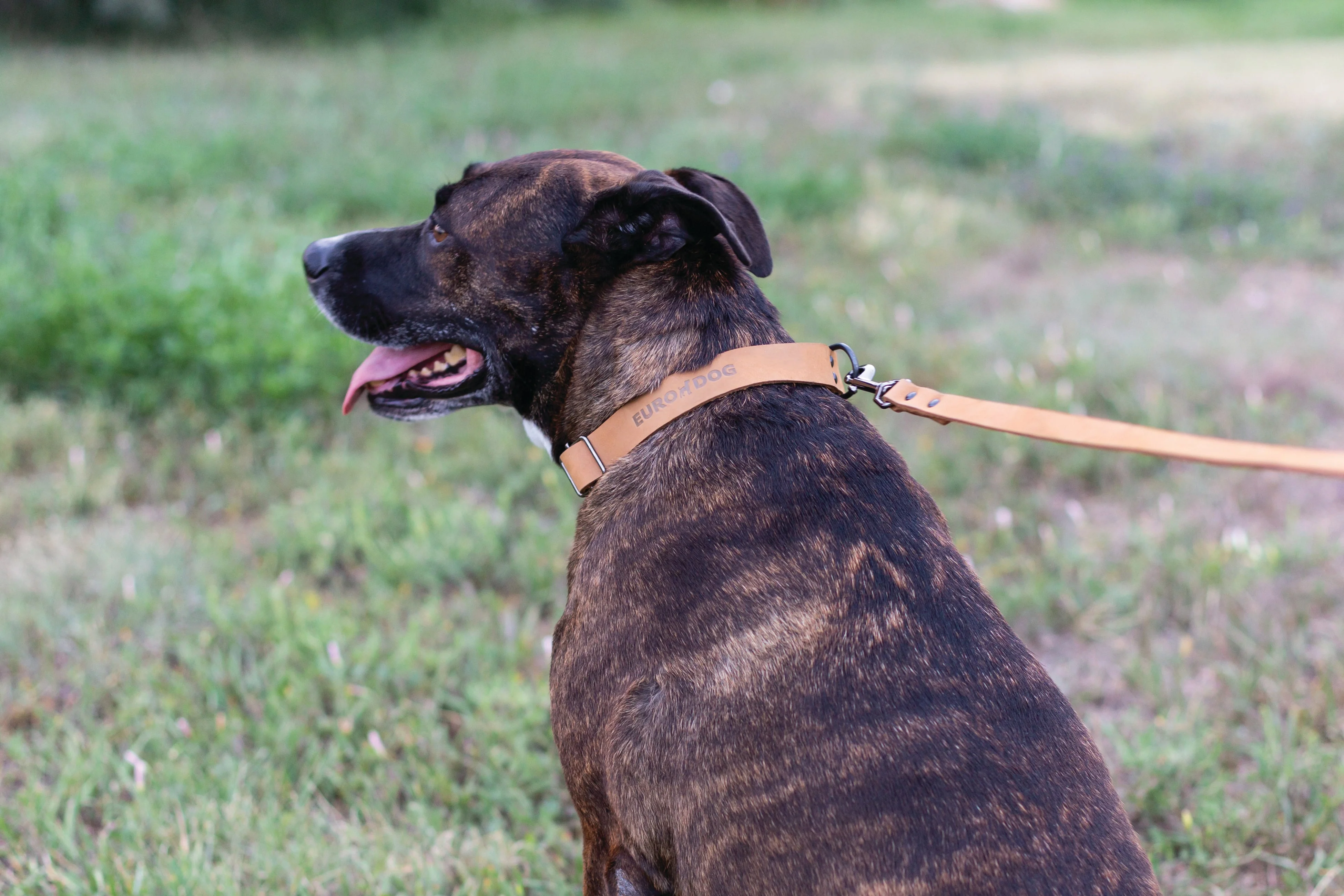 Sport Style Khaki Leather Dog Collar - Image 4