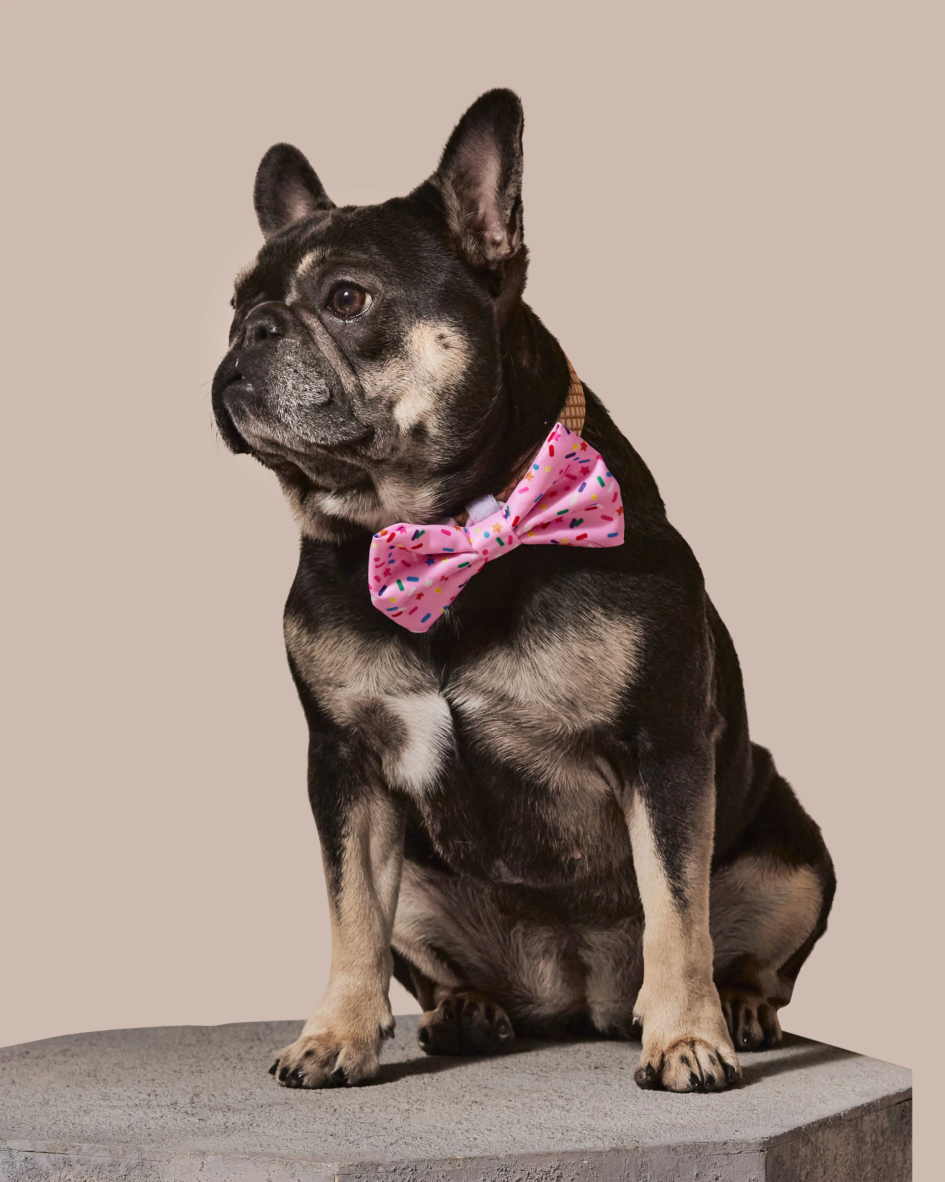 Sprinkle Me Pink Dog Collar & Bowtie - Image 2