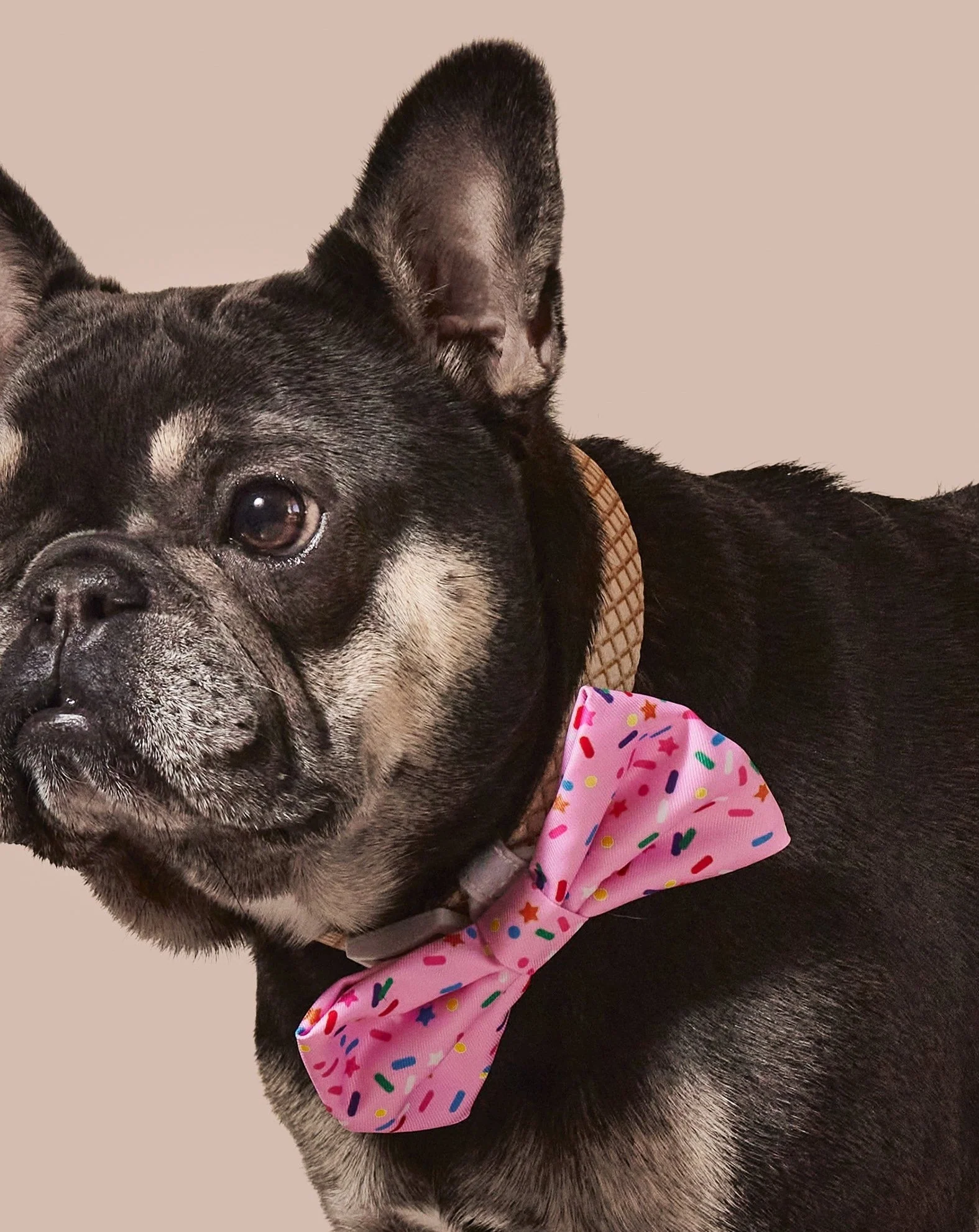Sprinkle Me Pink Dog Collar & Bowtie - Image 3