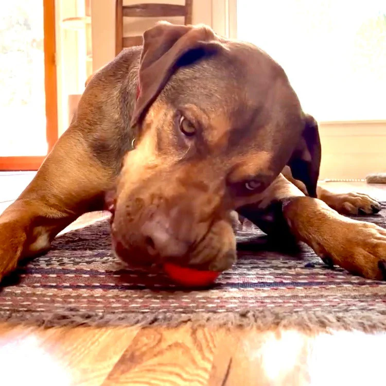 Squeak Ball - Durable Squeaky Dog Toy, Floats, Chew Toy | USA Made - Image 12