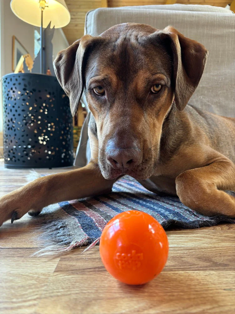 Squeak Ball - Durable Squeaky Dog Toy, Floats, Chew Toy | USA Made - Image 14
