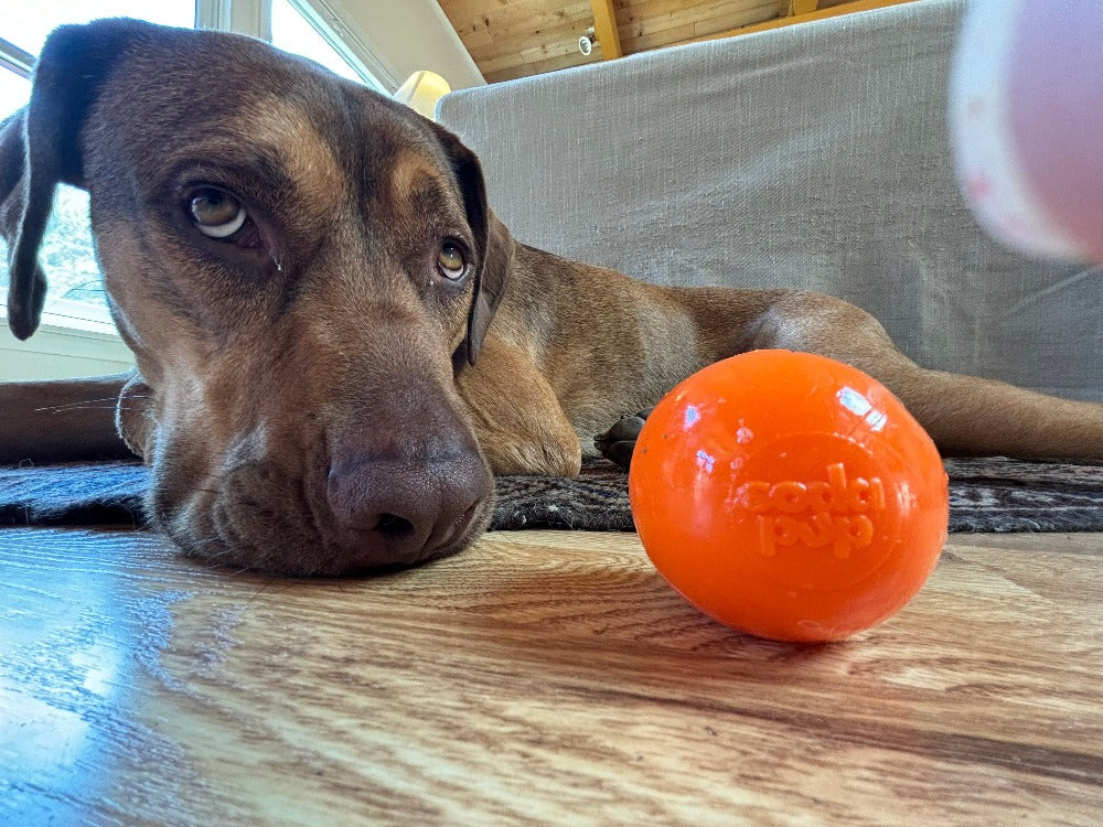 Squeak Ball - Durable Squeaky Dog Toy, Floats, Chew Toy | USA Made - Image 15