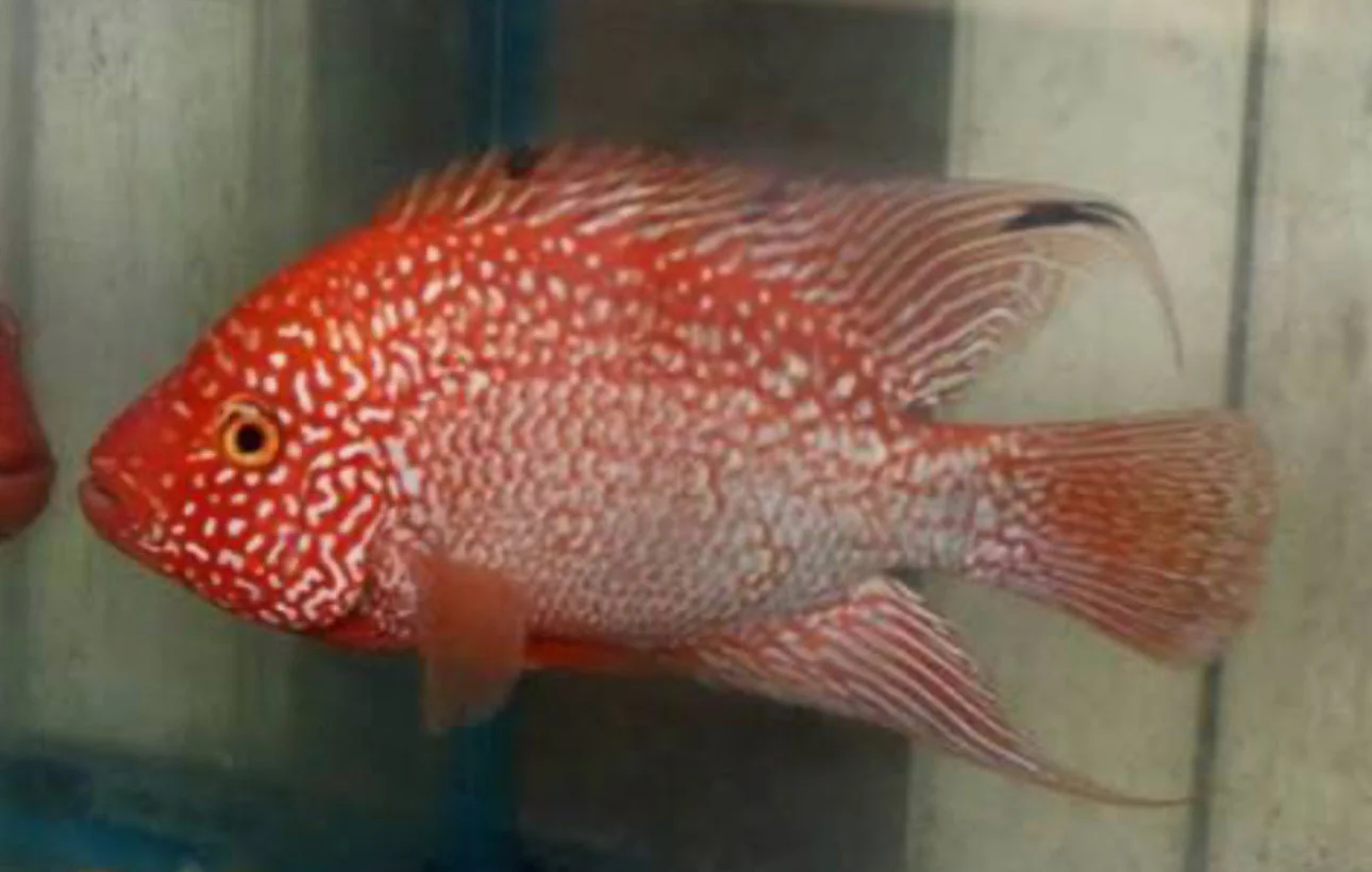SRT F4 Super Red Texas Cichlid - Image 2