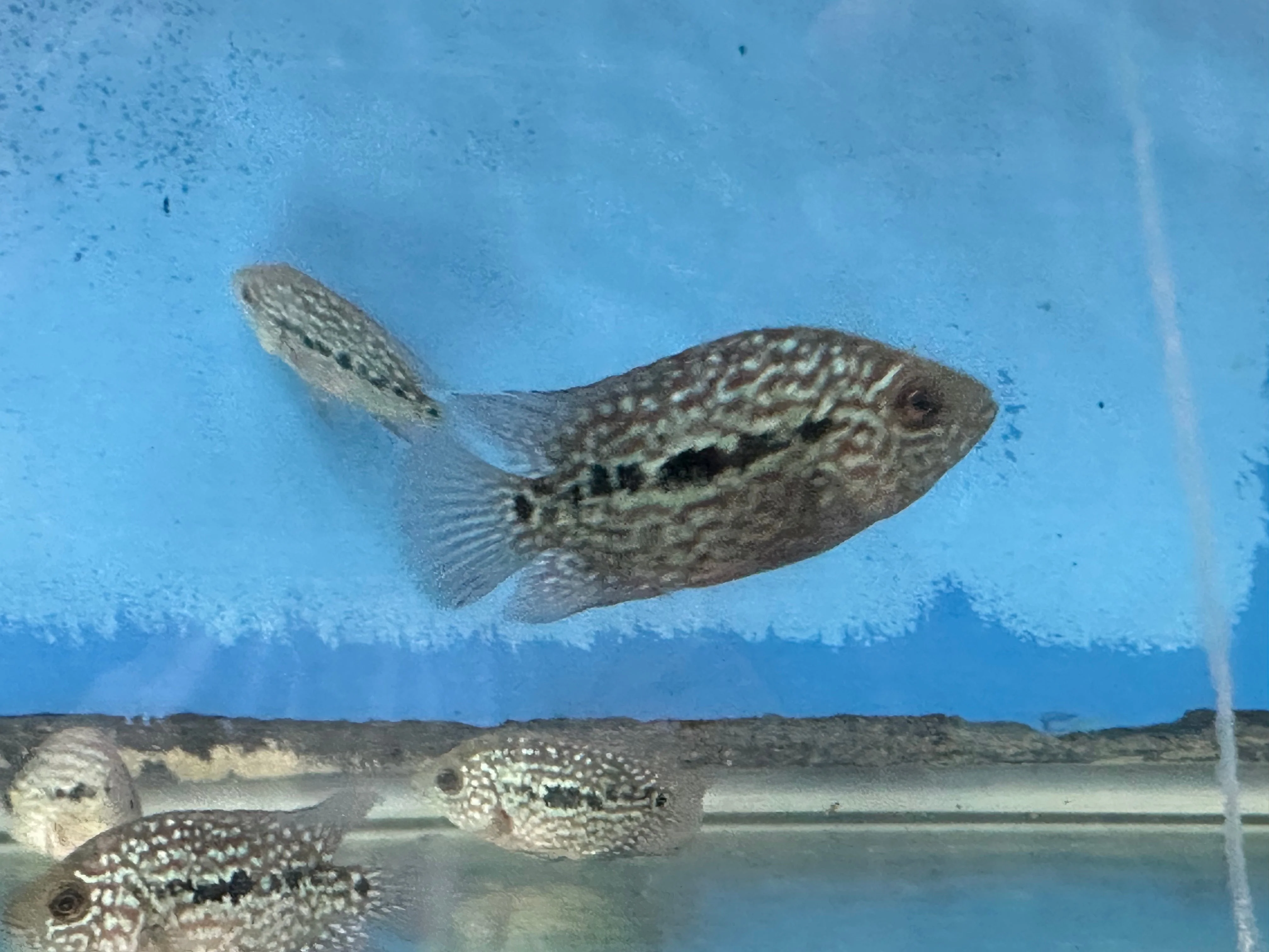 SRT F4 Super Red Texas Cichlid - Image 3