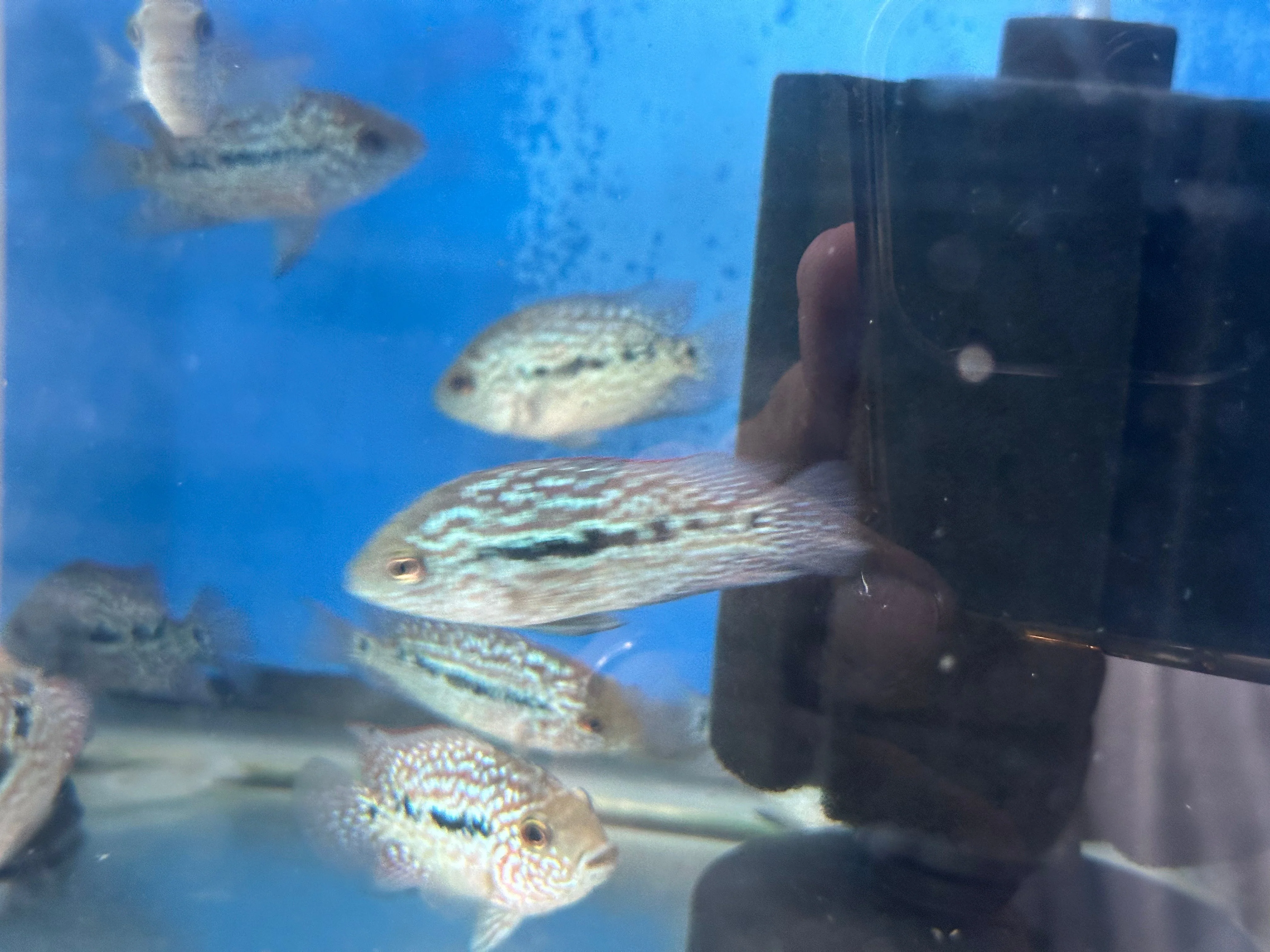 SRT F4 Super Red Texas Cichlid - Image 4