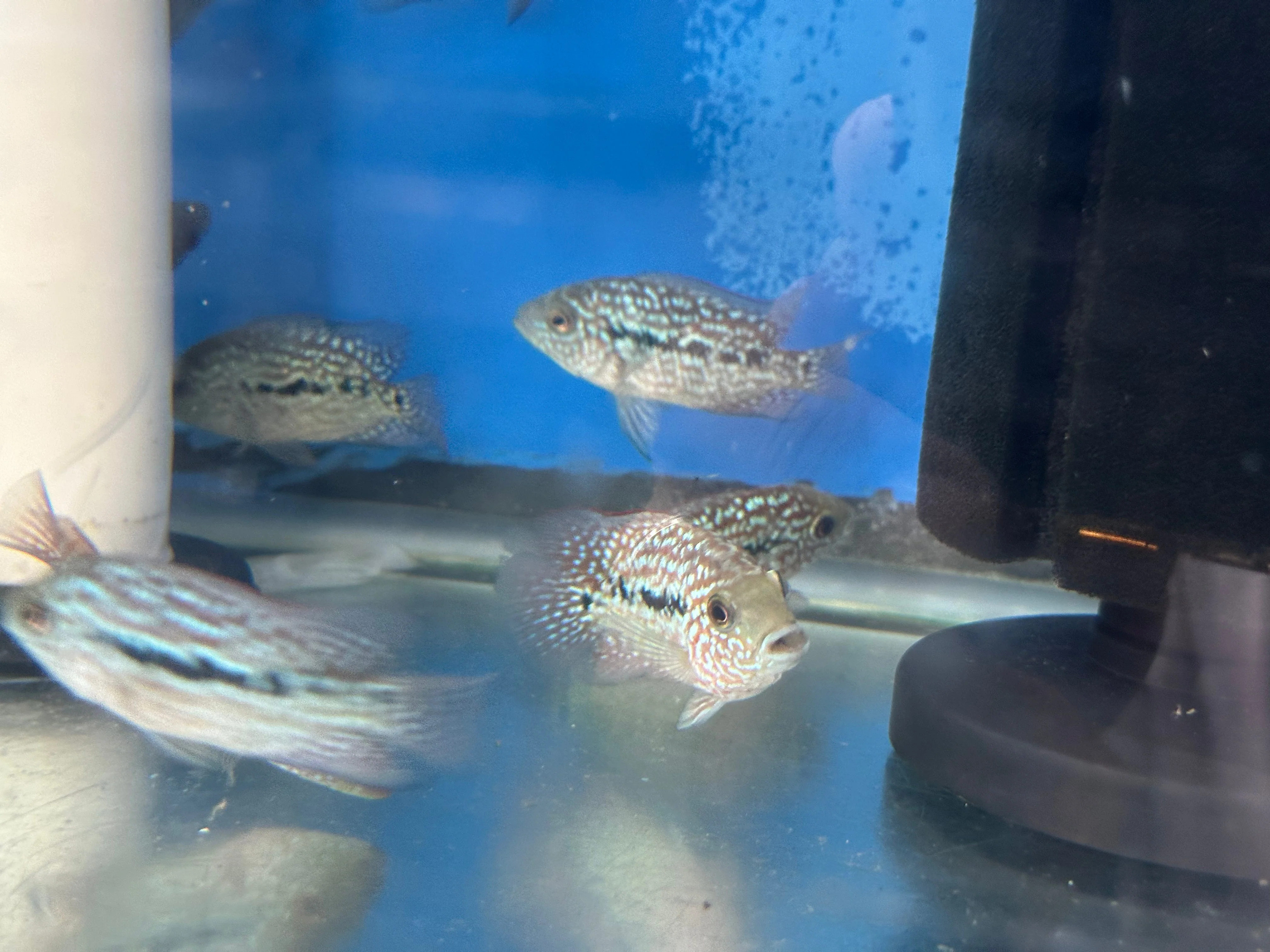 SRT F4 Super Red Texas Cichlid - Image 5
