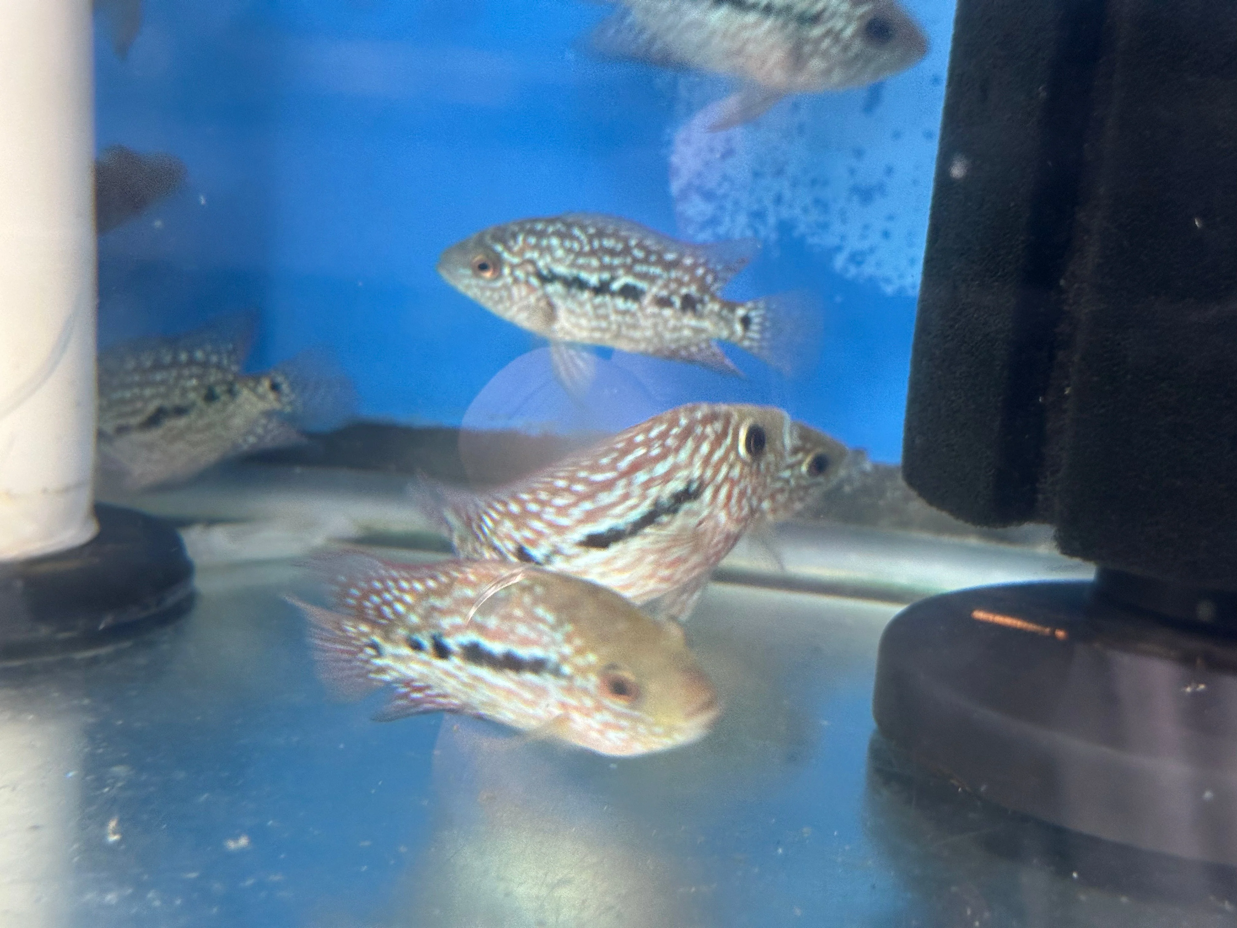 SRT F4 Super Red Texas Cichlid - Image 6