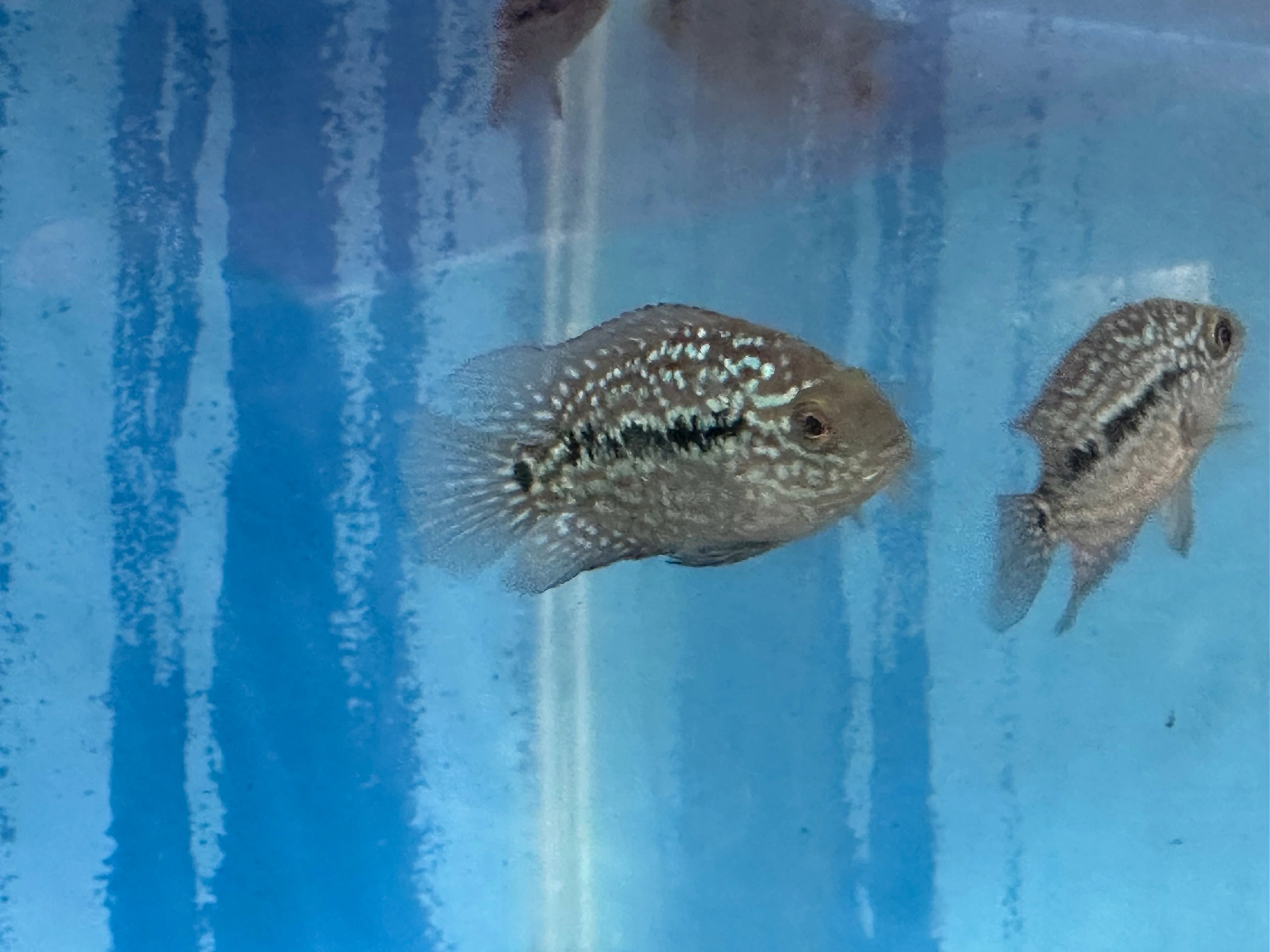 SRT F4 Super Red Texas Cichlid - Image 7