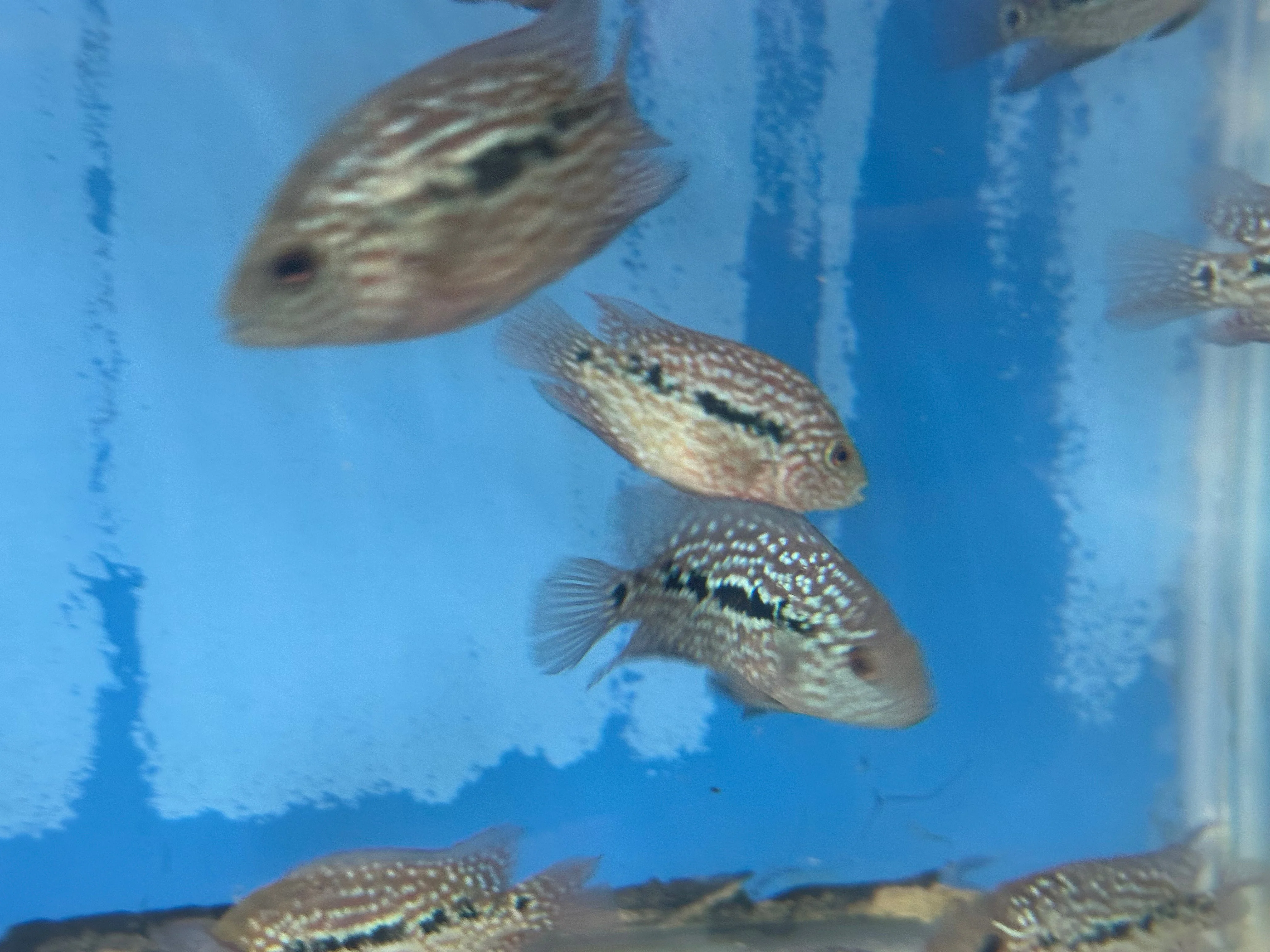SRT F4 Super Red Texas Cichlid - Image 8