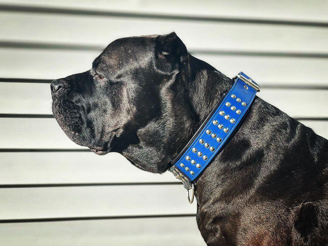 "Star" collar - Image 8