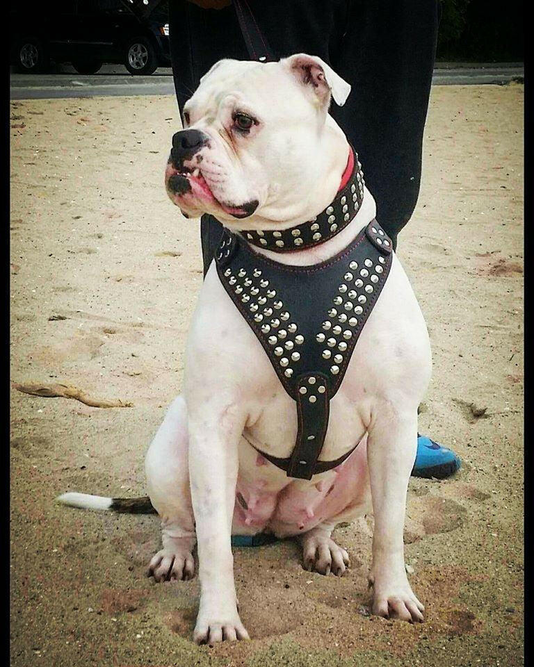 "Star" harness - Image 2