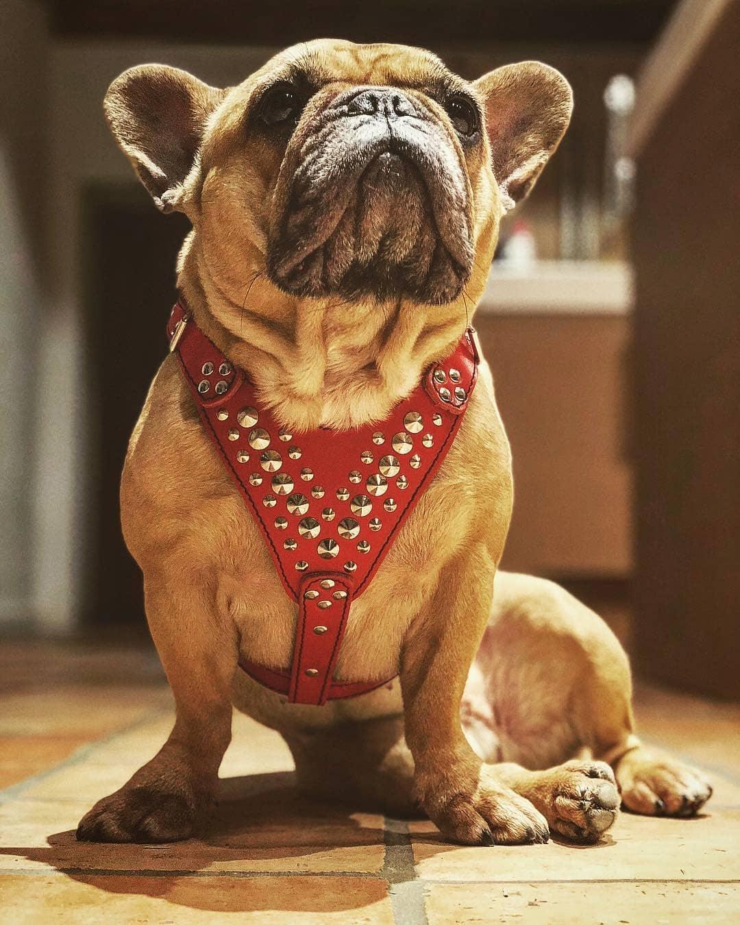 ''Star'' Harness Small to Medium size - Image 3