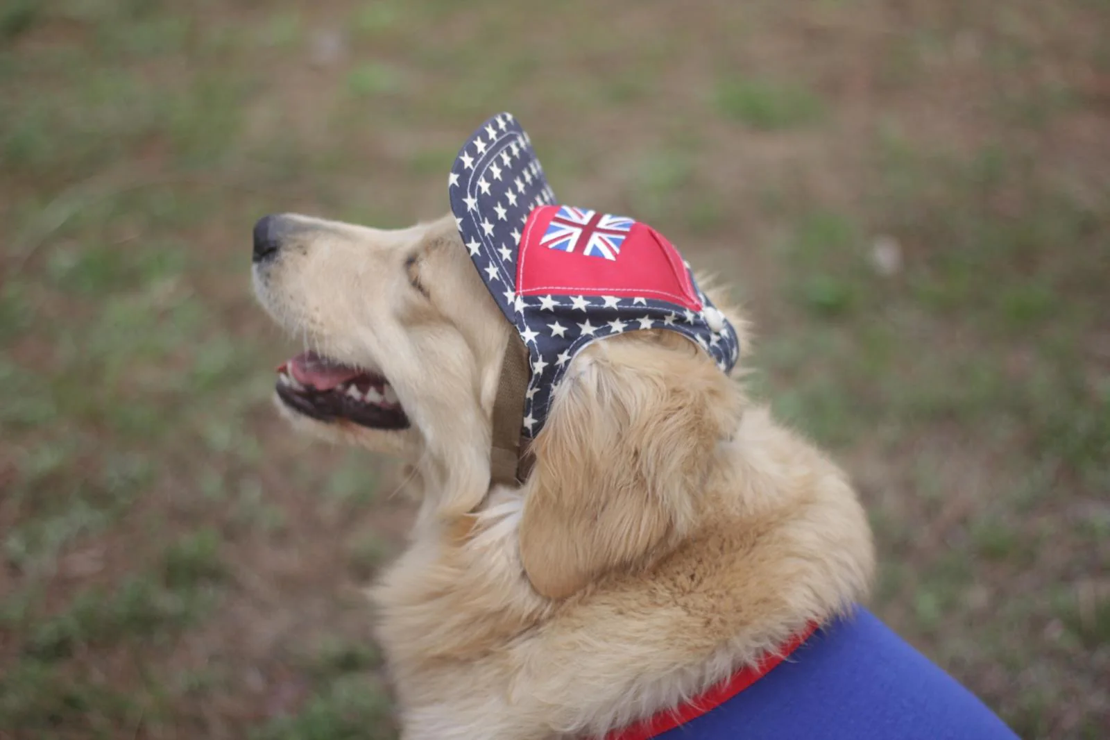 Star Print Dog Sun Hat with Ear Holes - Image 2