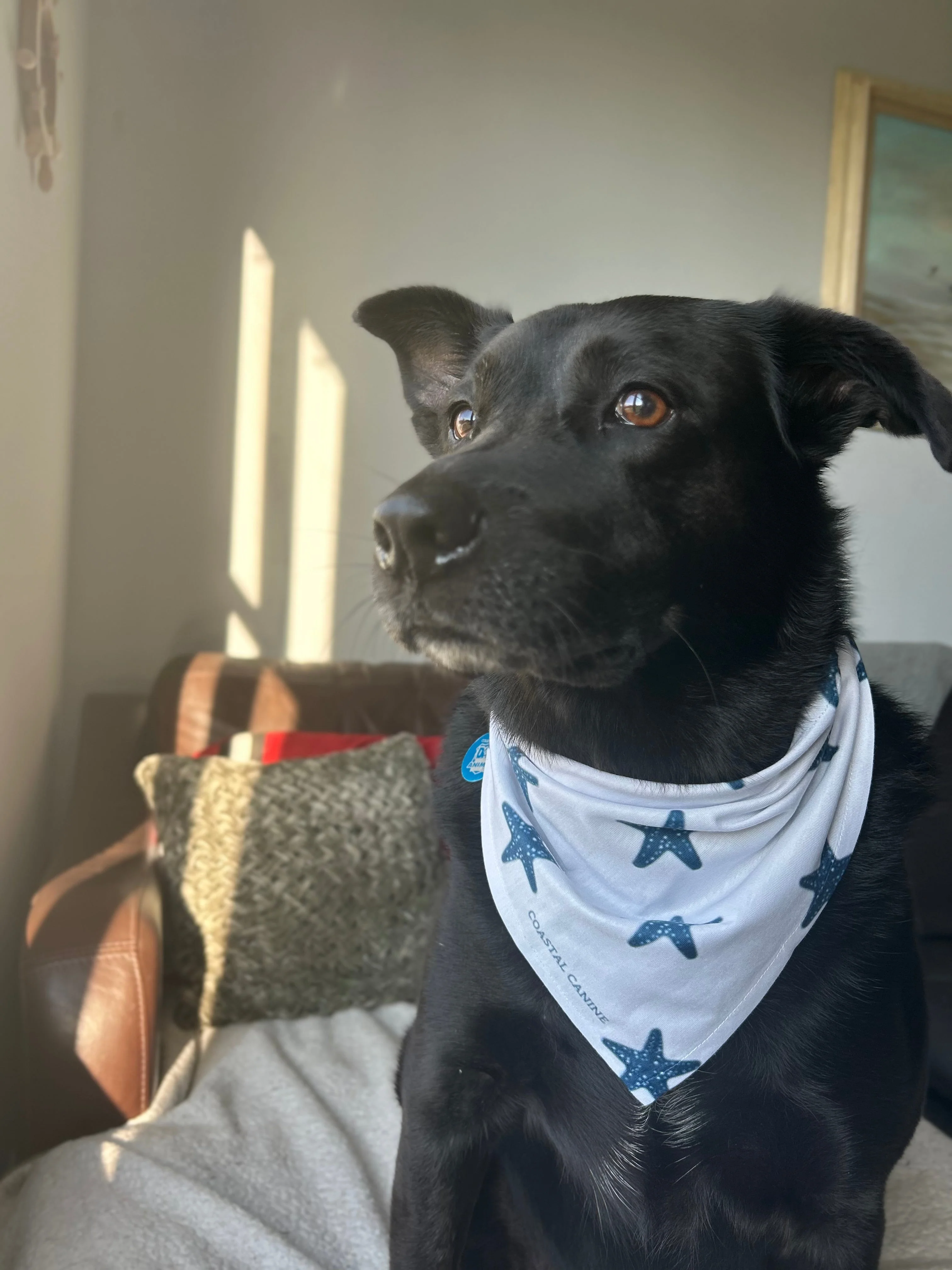 Starfish Themed Dog Bandanna - Image 2