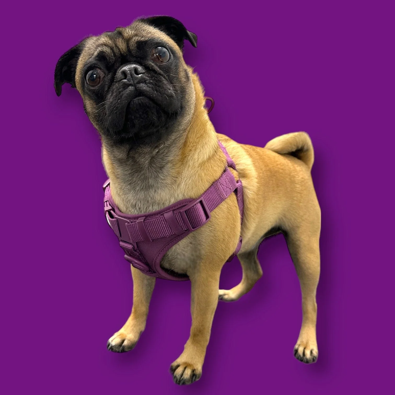 Step In Dog Harness - Image 12