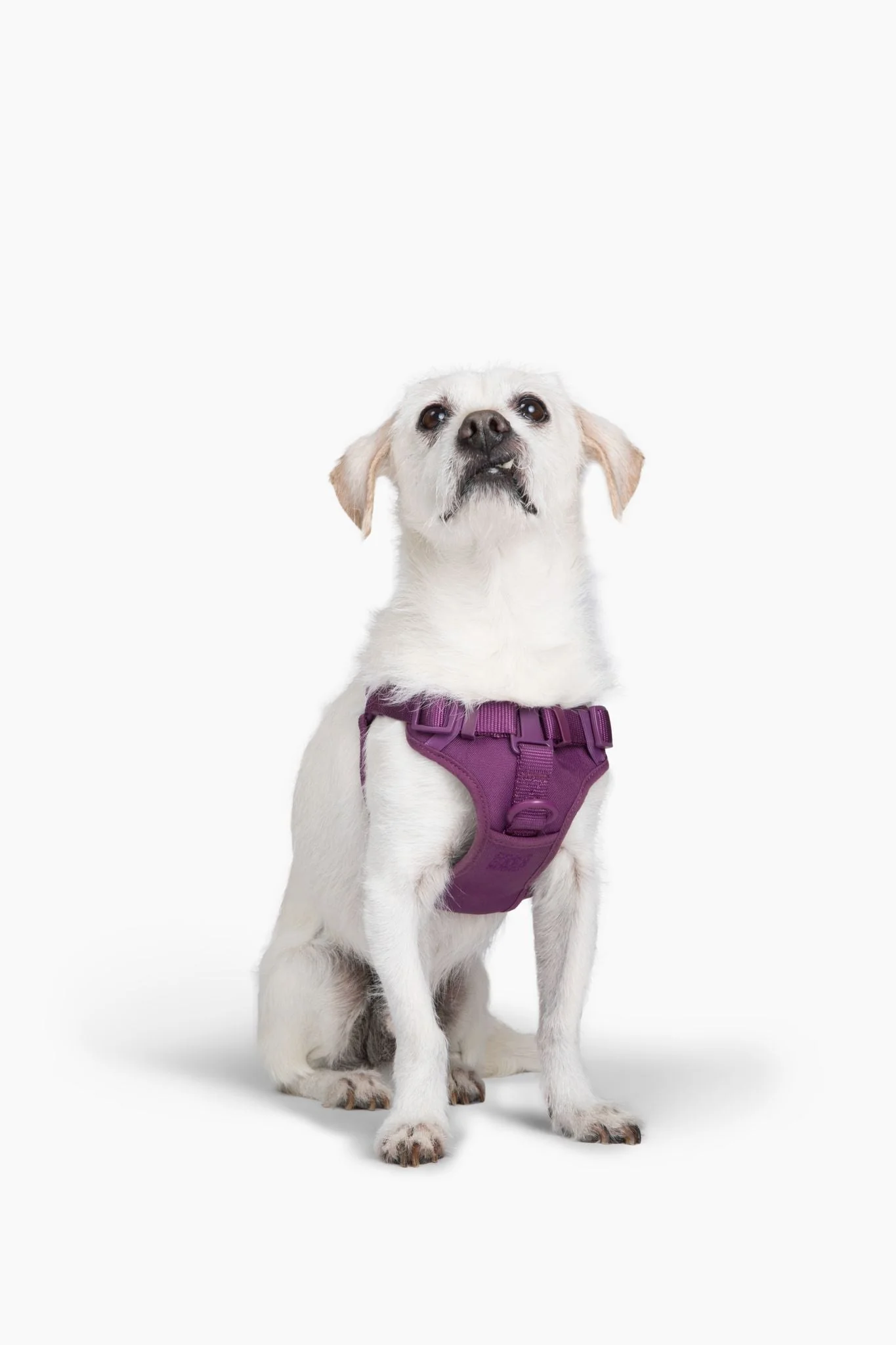 Step In Dog Harness - Image 13