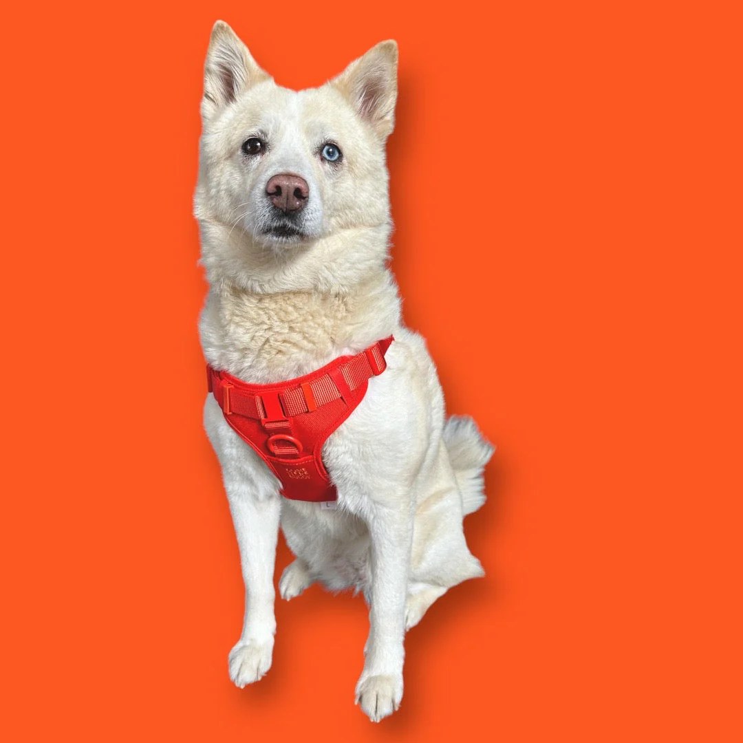 Step In Dog Harness - Image 17