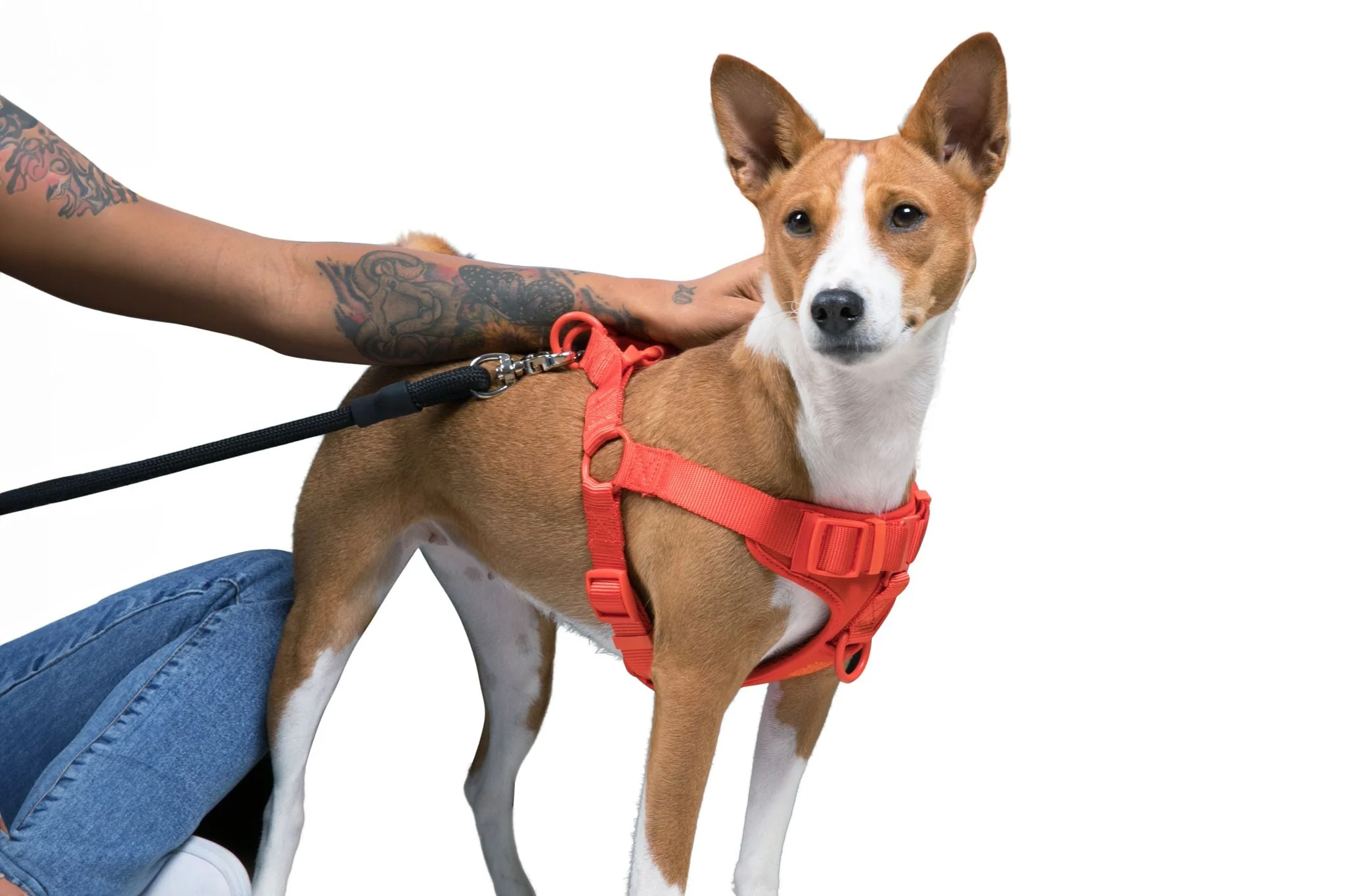 Step In Dog Harness - Image 18