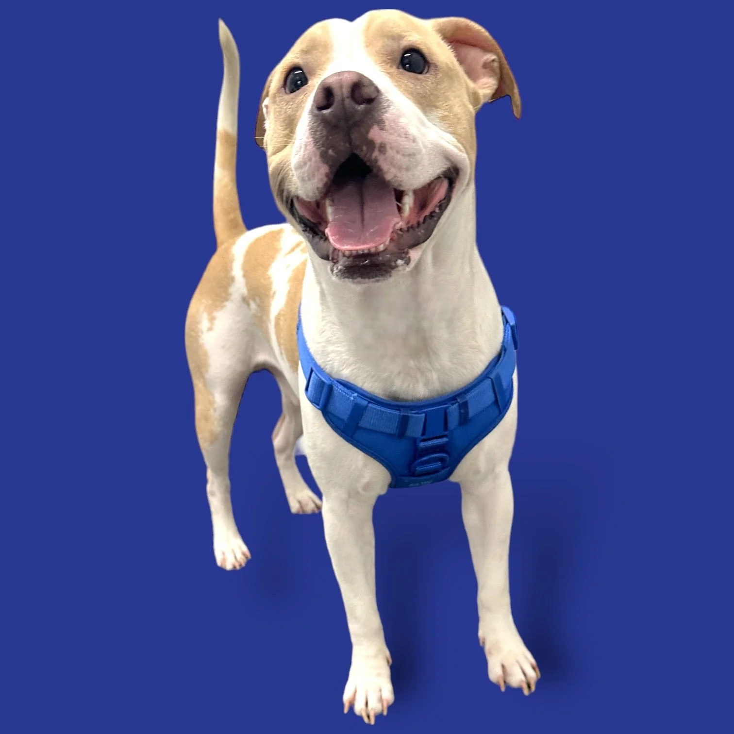 Step In Dog Harness - Image 6