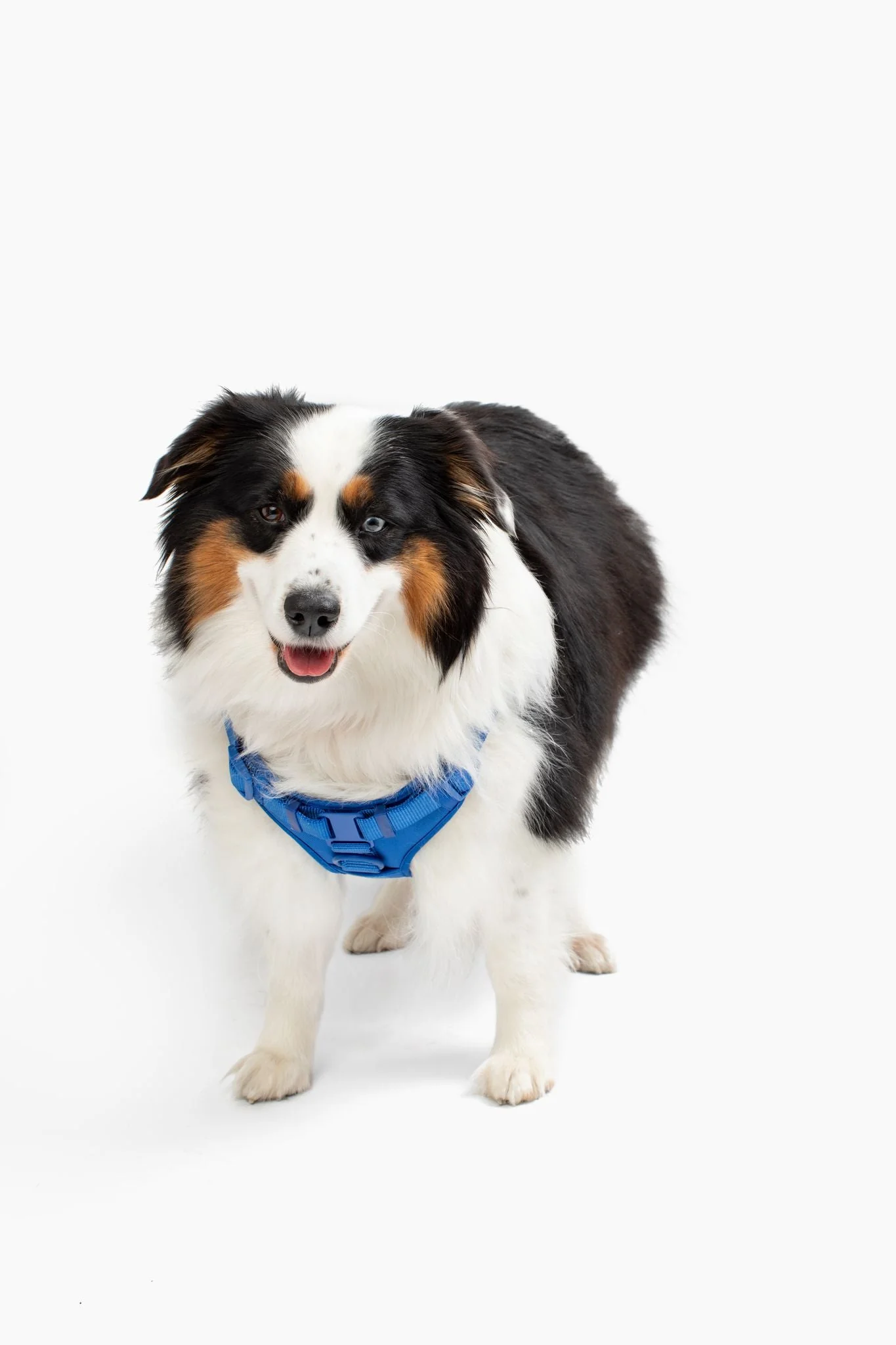 Step In Dog Harness - Image 7