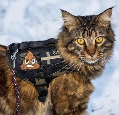 STINKY POOP Morale Patch - Image 6