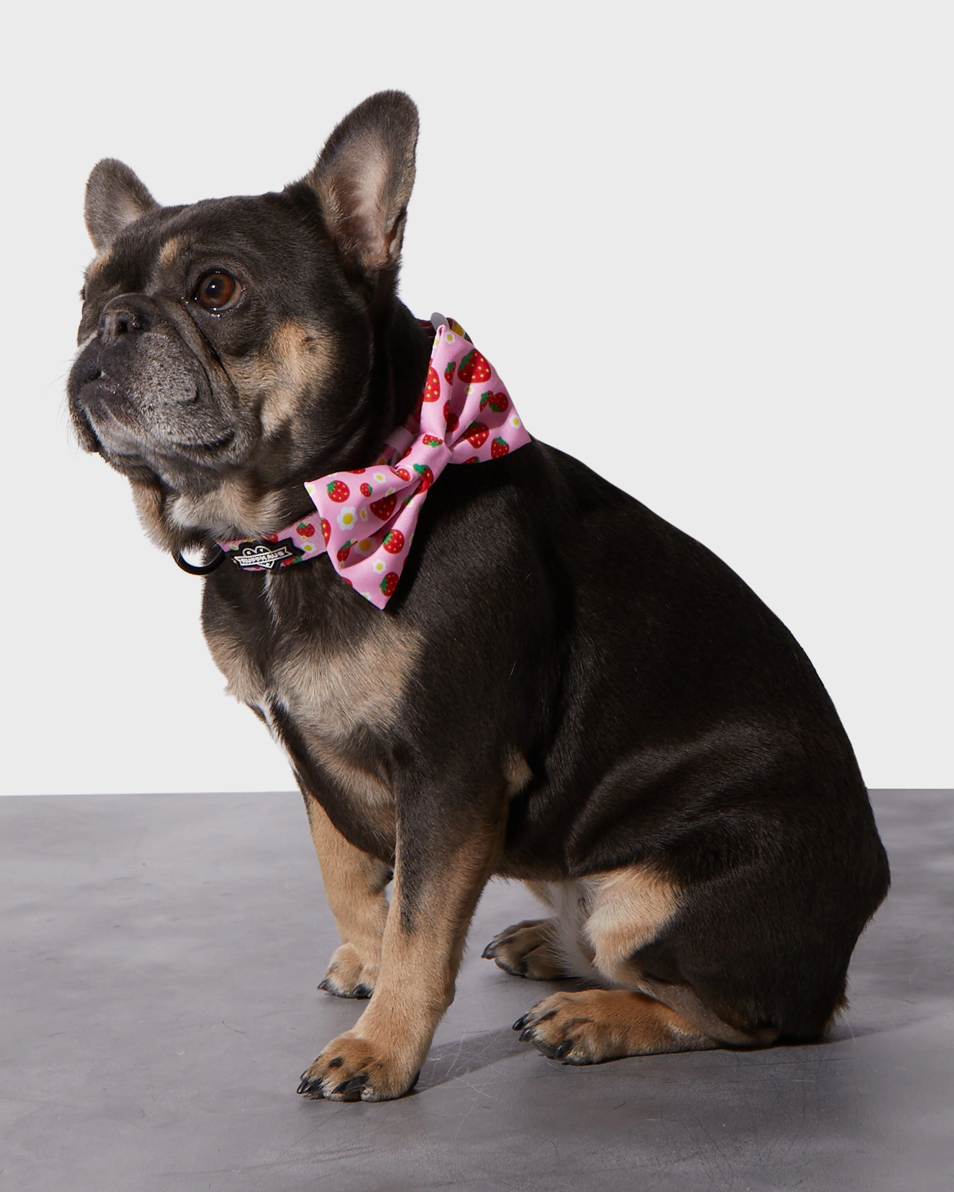 Strawberry Collar & Bowtie - Image 2