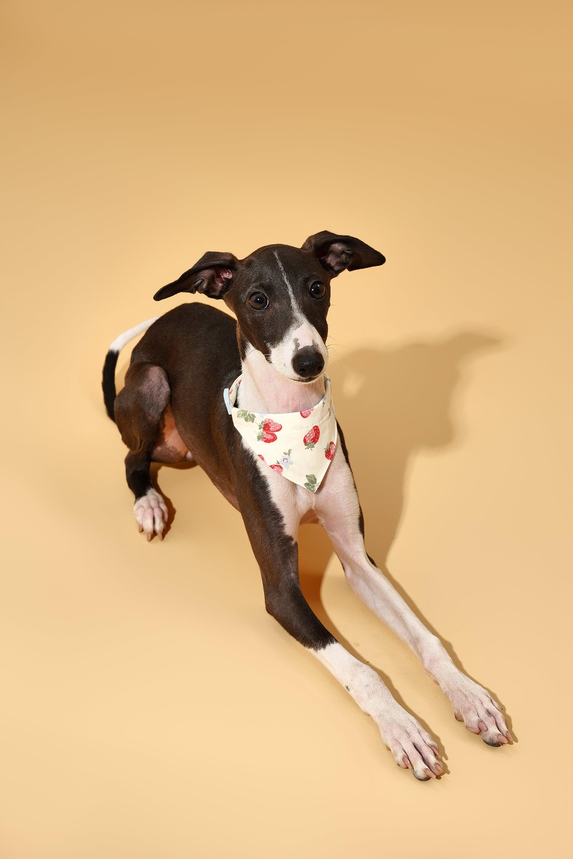 Strawberry Fields Butter Yellow Triangle Bandana - Image 2