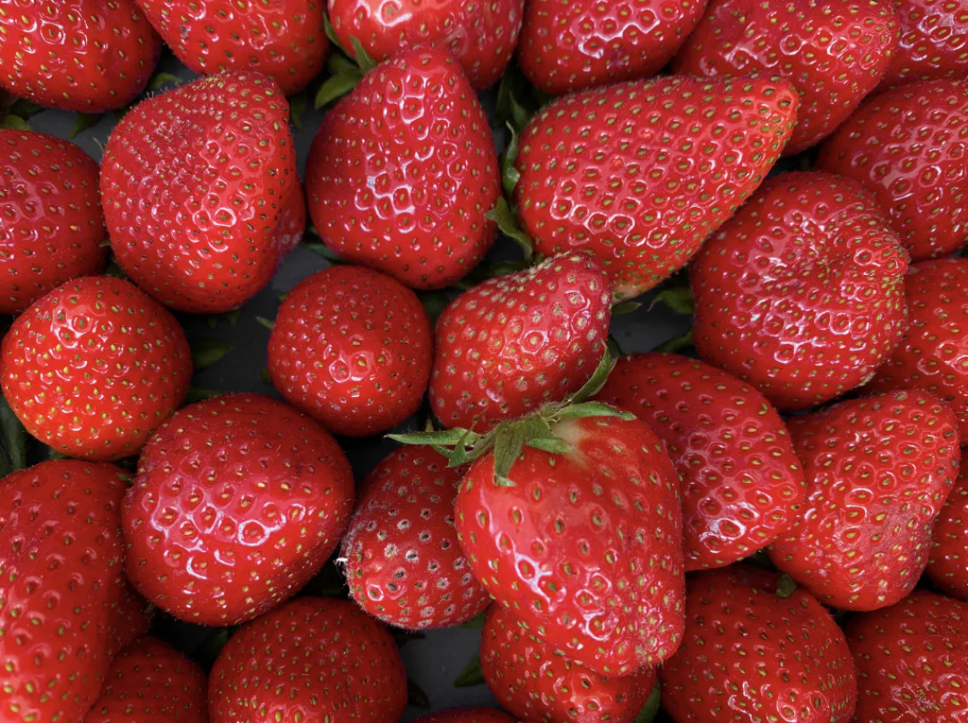 Strawberry Flavored Yak Cheese Chew - made with REAL STRAWBERRY Puree - Single - Image 5