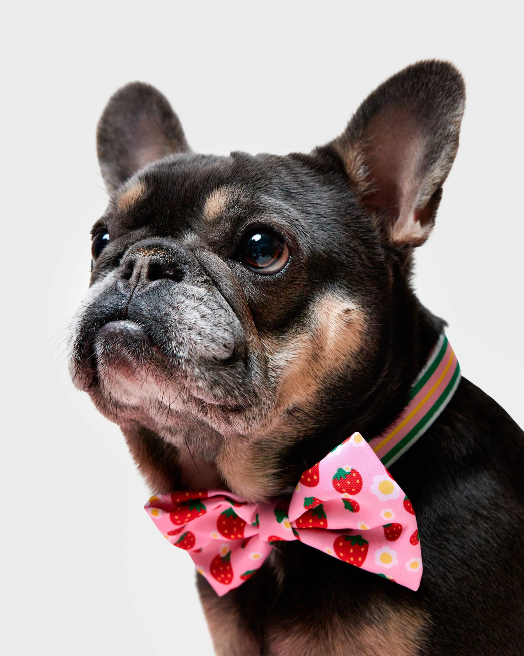 Strawberry Striped Collar & Bowtie - Image 2