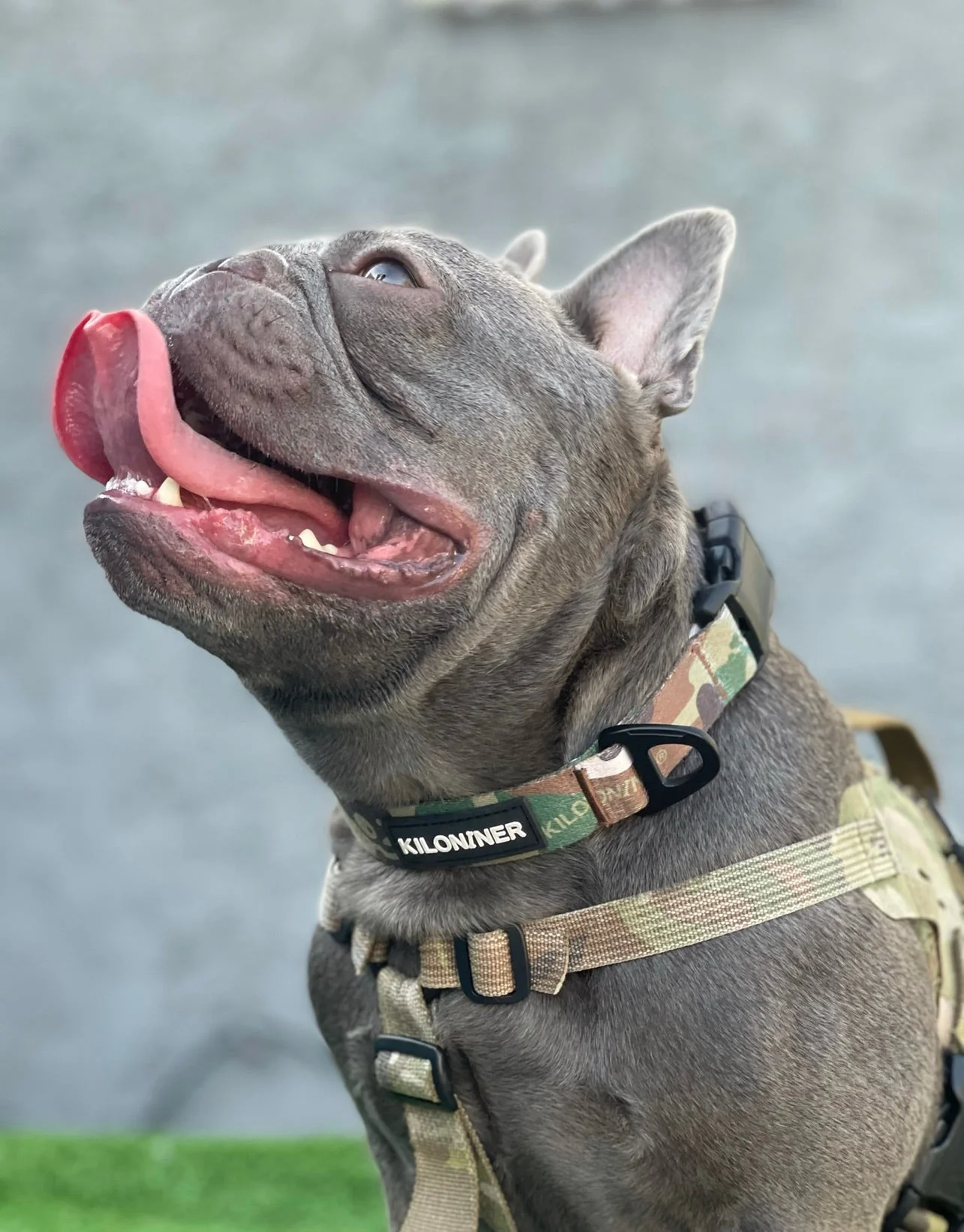 Strike Collar - Image 2