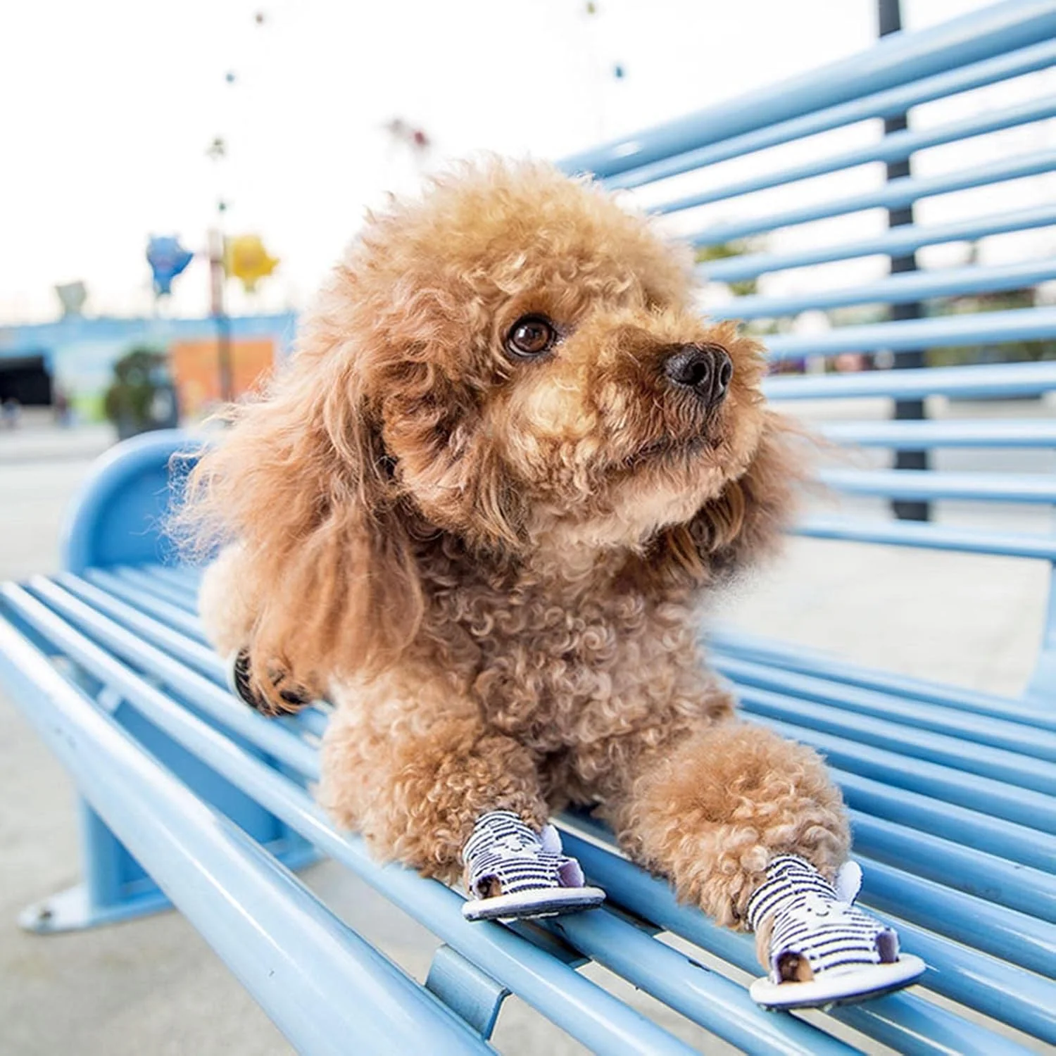 Striped Summer Dog Sandals with Cute Star Design Shoes - Image 4