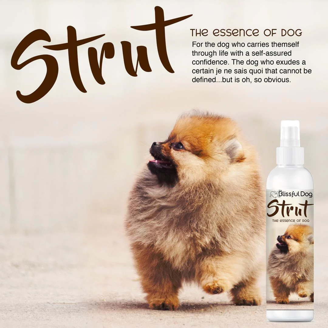 Strut Dog Cologne for the Ruler of the Kingdom - Image 3