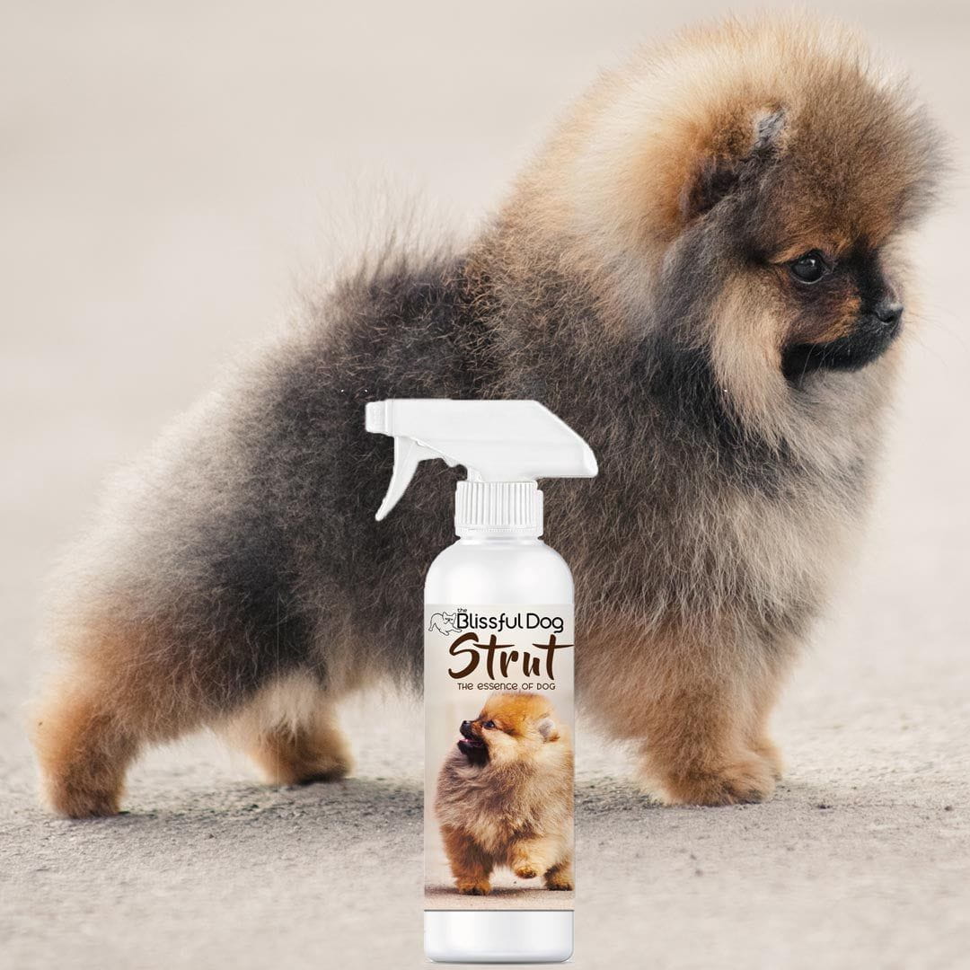 Strut Dog Cologne for the Ruler of the Kingdom - Image 4