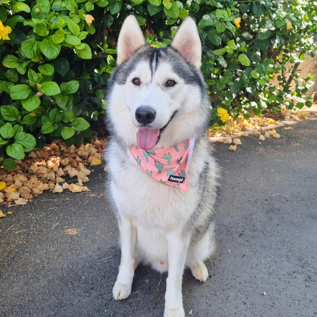 Succa For You Cooling Bandana - Image 2