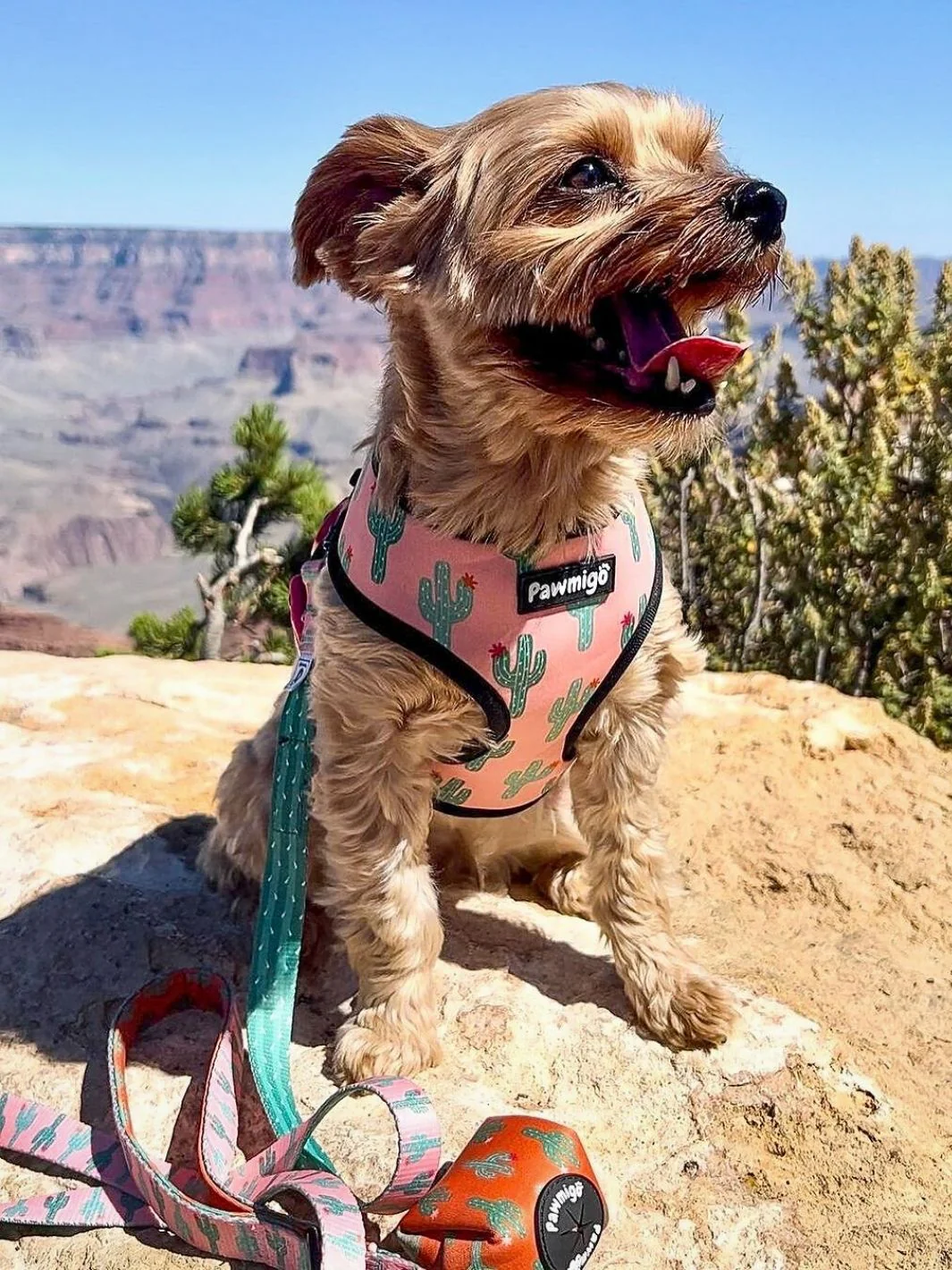 Succa For You Reversible Harness - Image 2