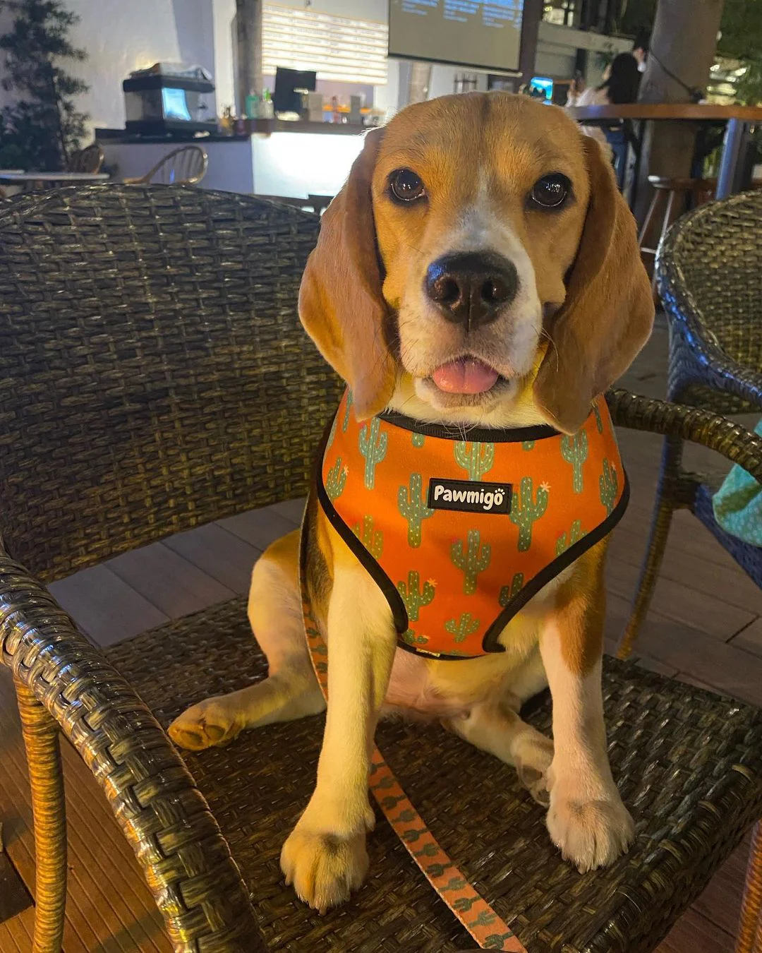 Succa For You Reversible Harness - Image 4