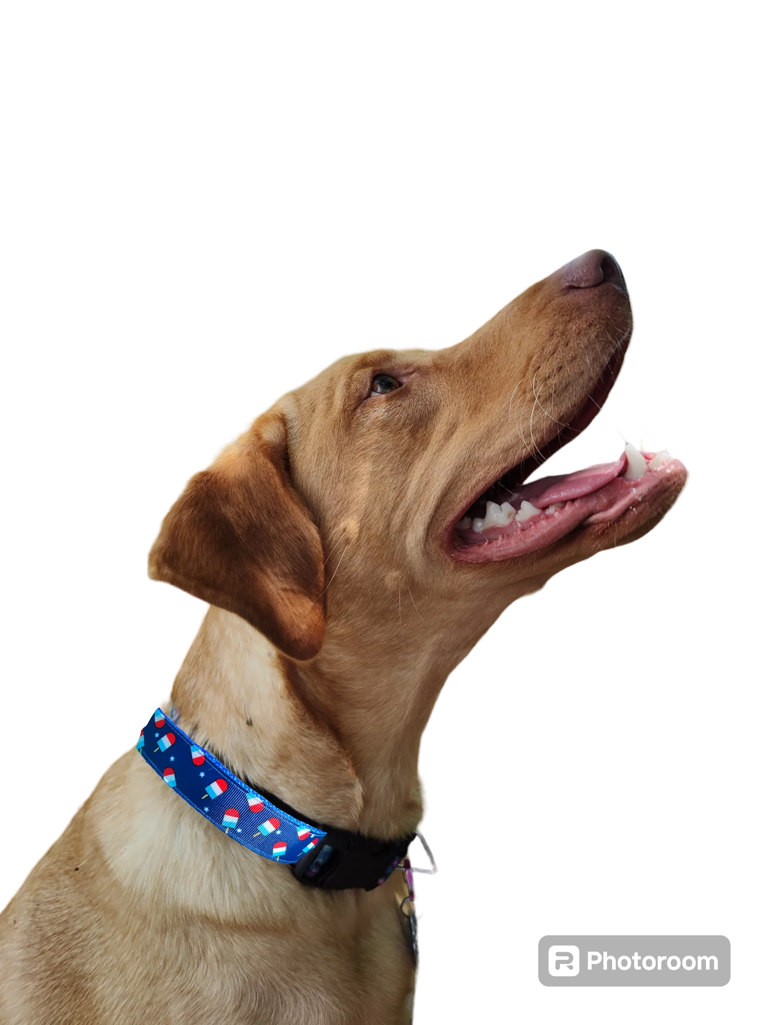 Summer Pop Blue Nylon Dog Collar MD, LG, XL, Leash - Image 5