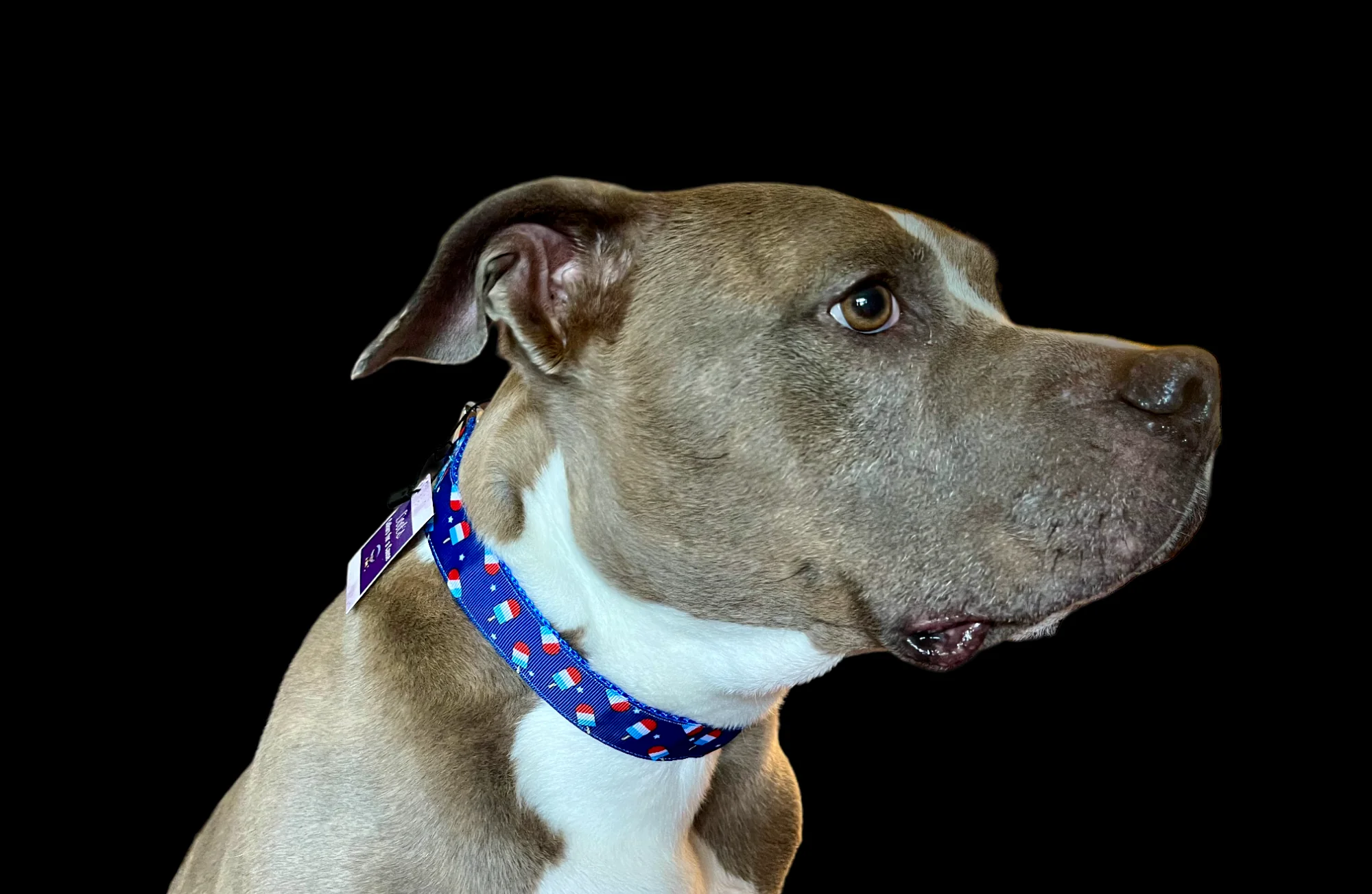 Summer Pop Blue Nylon Dog Collar MD, LG, XL, Leash - Image 6