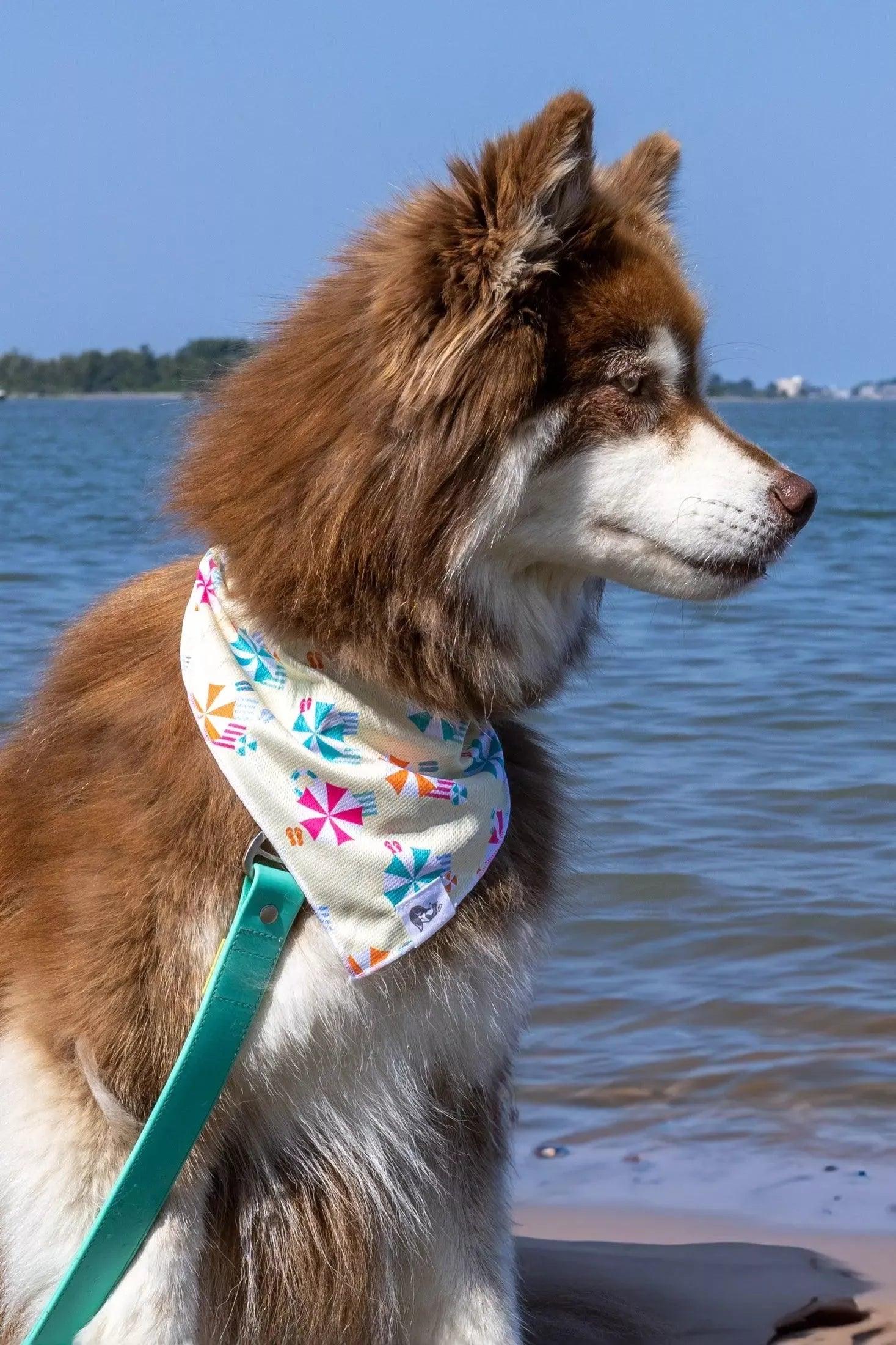 Sun & Shade Dog Bandana - Image 2