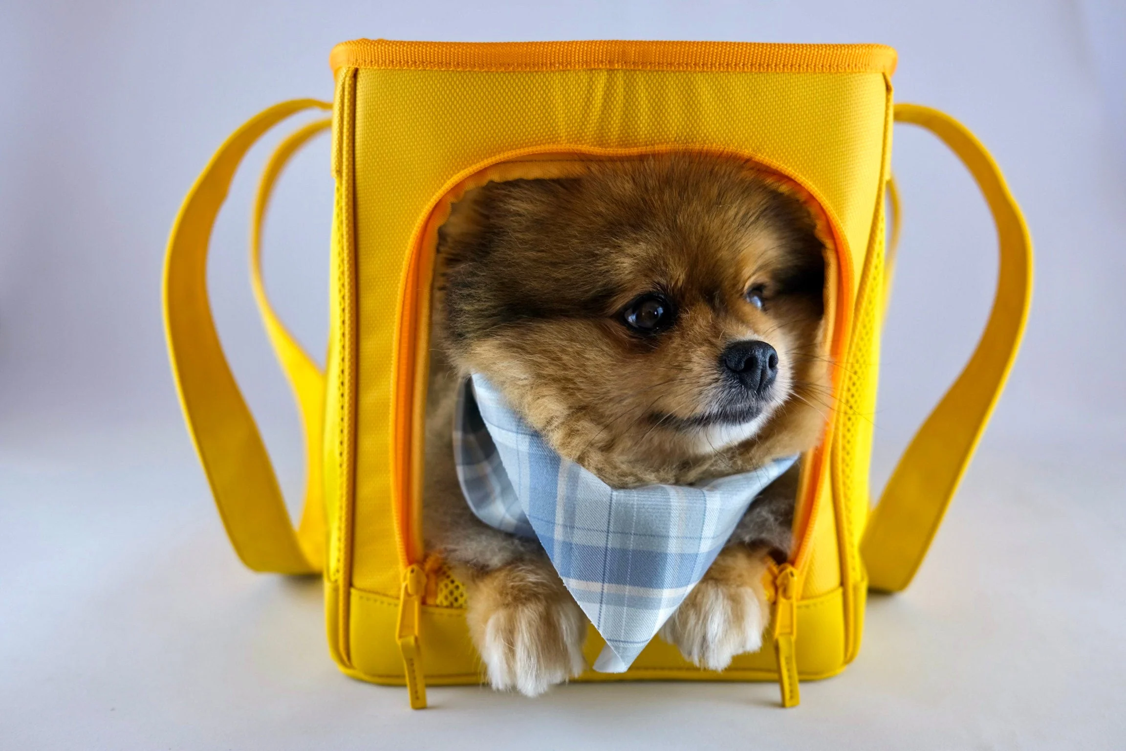 Sunburst Yellow Pet Travel carrier - Image 4