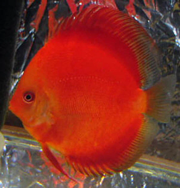 Super Red Discus - Image 2