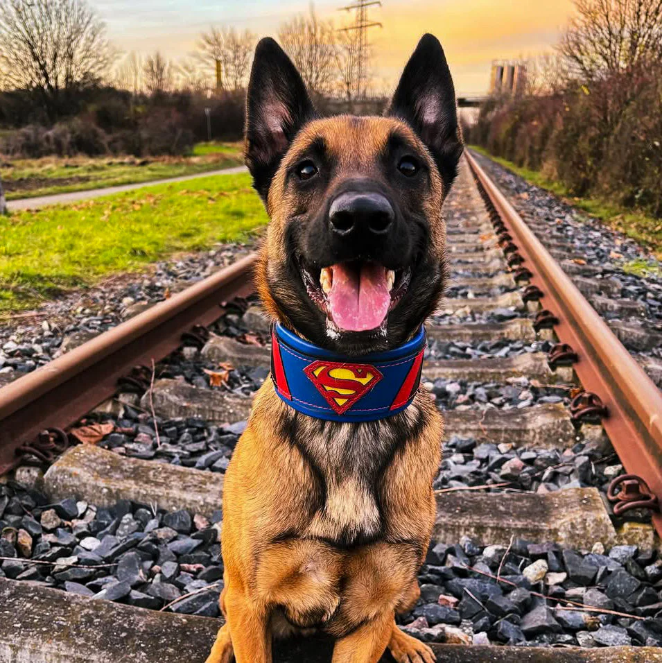 Superdog Collar - Image 3