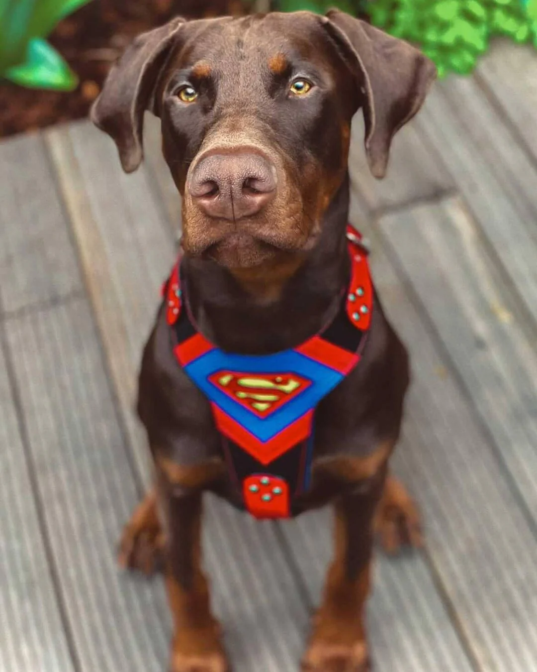 Superdog Harness - Image 2