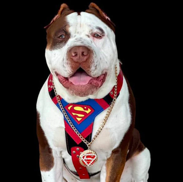 Superdog Harness - Image 3