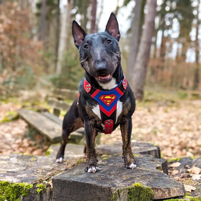 Superdog Harness Medium Size - Image 2