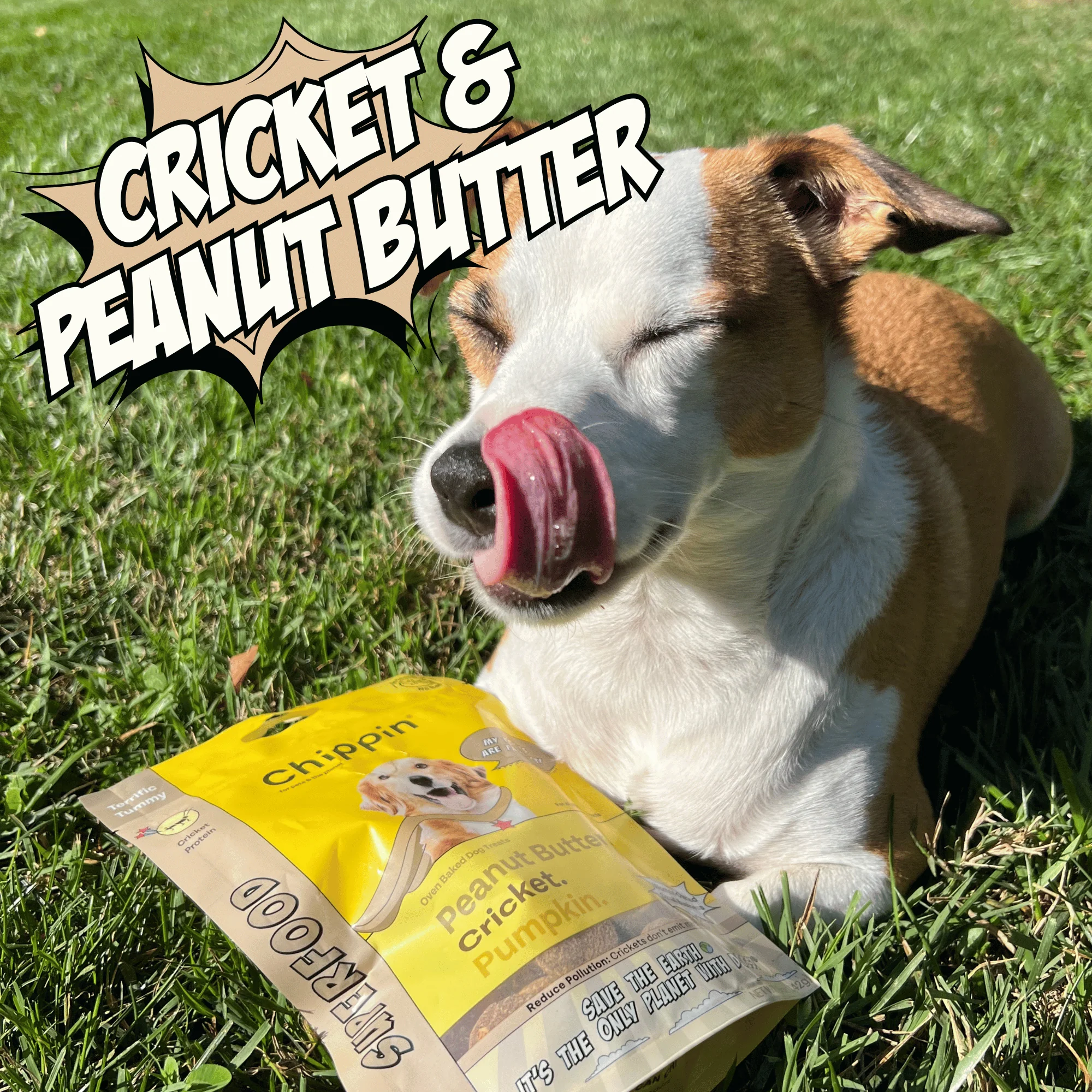 Superfood Cricket & Pumpkin Dog Treats, 4-Pack - Image 4