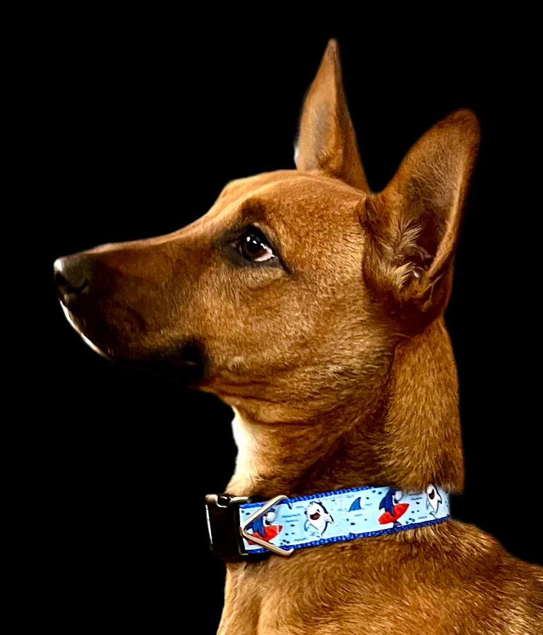 Surfer Sharks Black Nylon Dog Collar MD, LG, XL, Leash - Image 2
