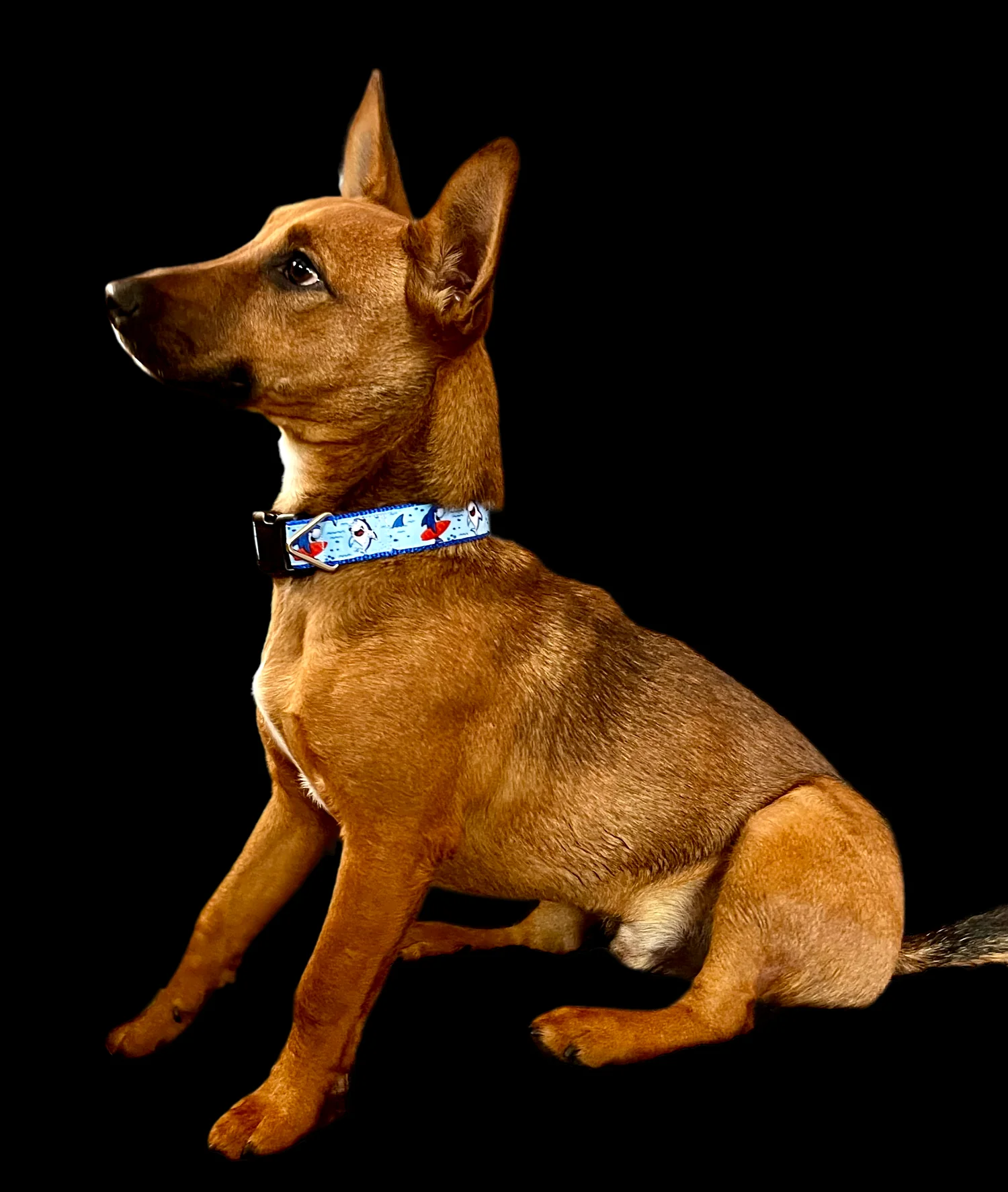 Surfer Sharks Blue Nylon Dog Collar MD, LG, XL, Leash - Image 3